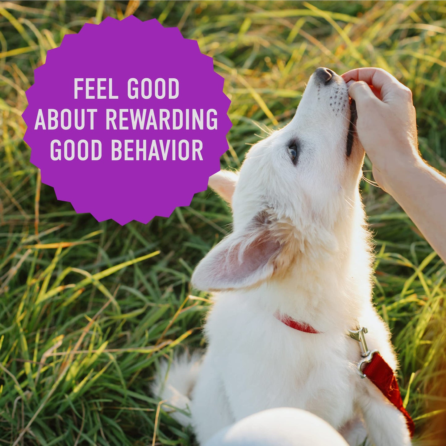 Cloud Star Tricky Trainers Chewy Dog Treats – Whole Grain Soft for Adult & Puppy