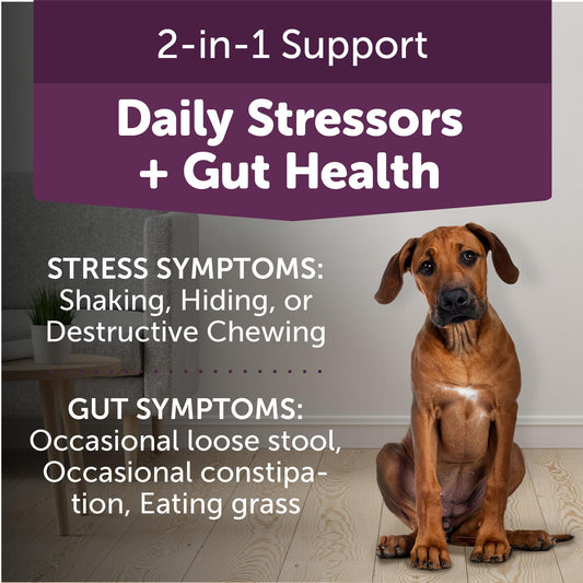ThunderBites Calm + Probiotics for Dogs Daily Supplement Soft Chews, Supporting Dog Digestive & Gut Health with Probiotics, Prebiotics & Postbiotics + Calming Support for Daily Stressors, 90 Count
