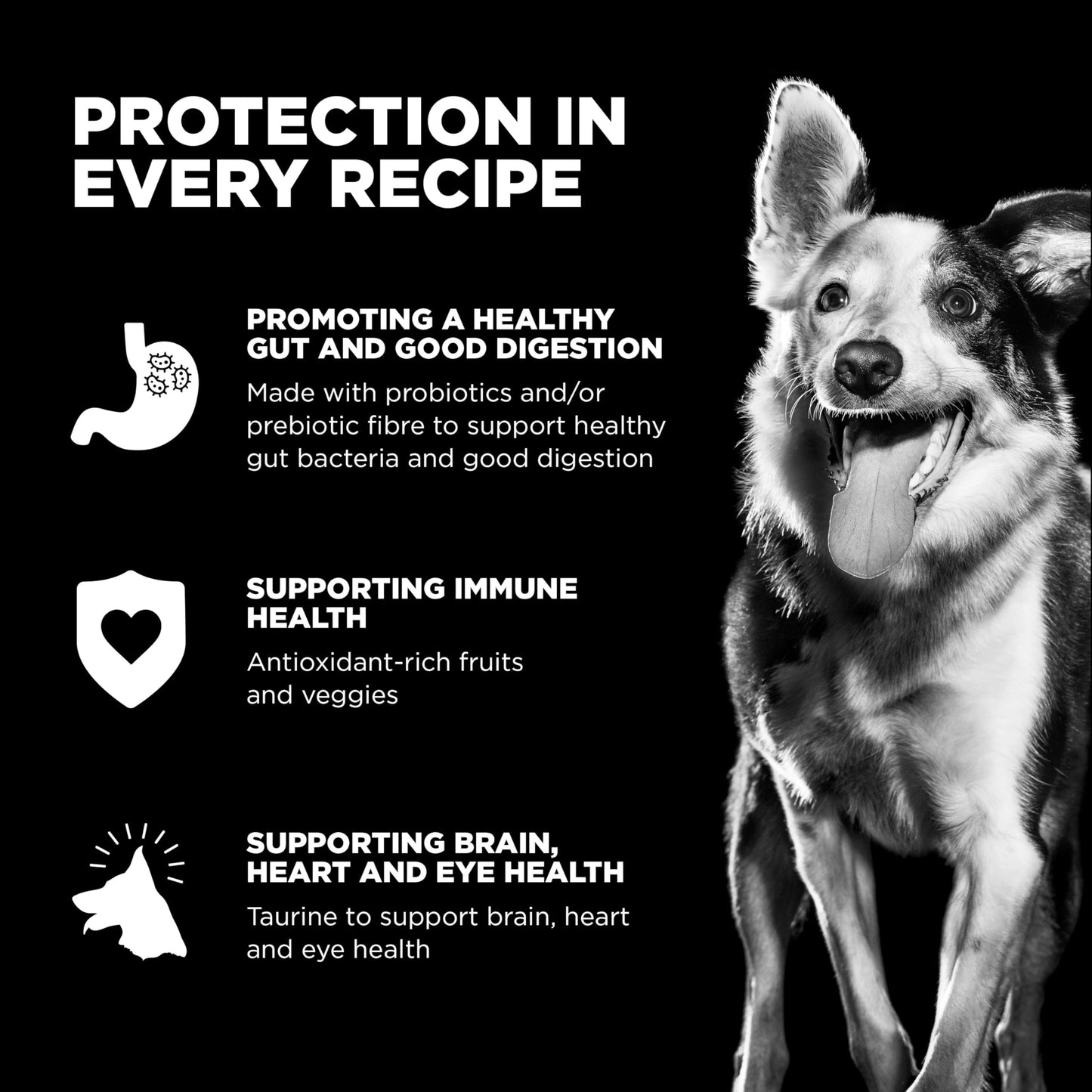 Go! Solutions Carnivore, Grain-Free, Protein Rich Dry Dog Food, Chicken, Turkey and Duck Puppy Recipe, Small Kibble, 3.5 lb Bag