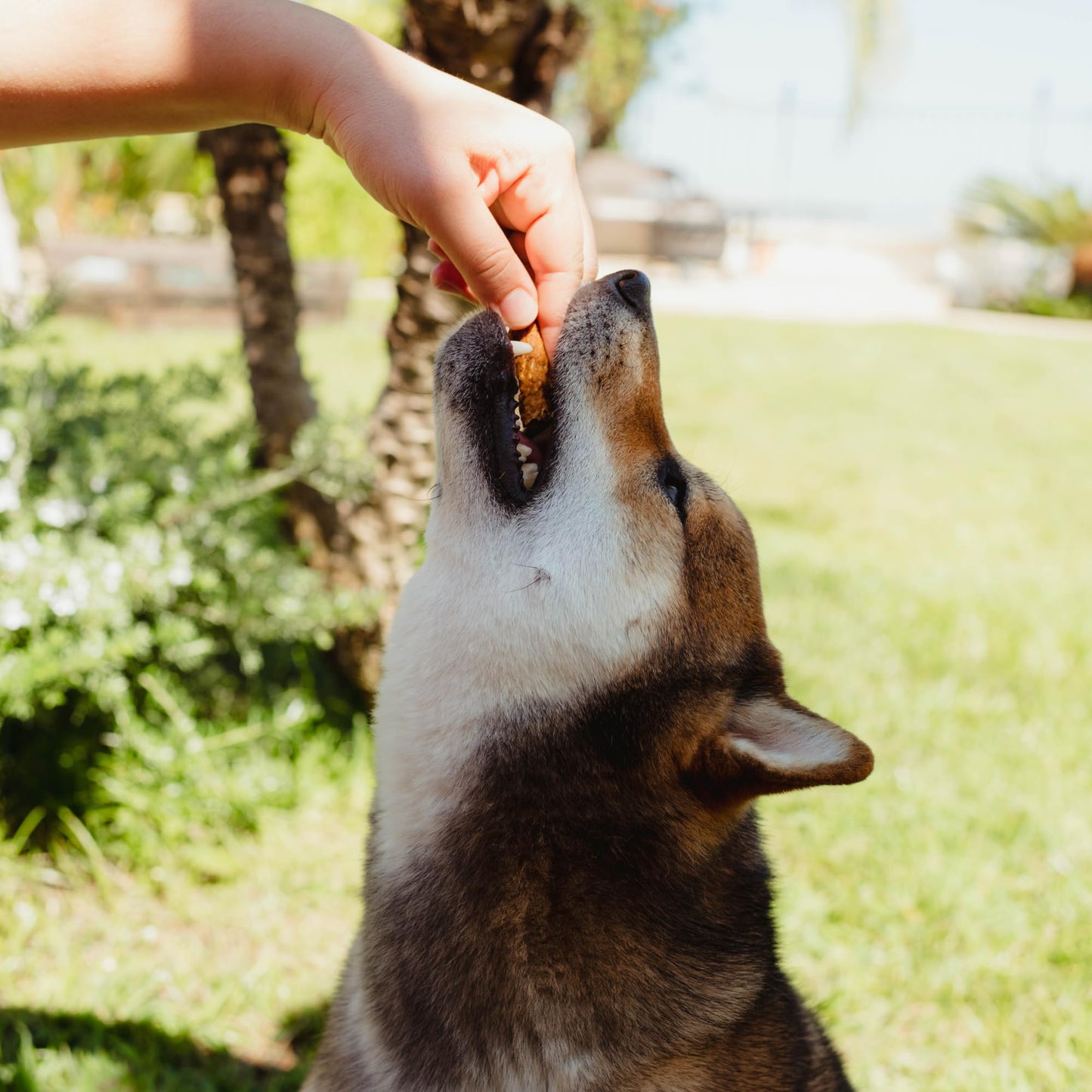 Loving Pets Natural Value Beef Sticks - Soft Jerky Dog Treats for Large & Small Breeds - Healthy Gluten, Wheat, Soy & Grain Free Pet Treats for Dogs