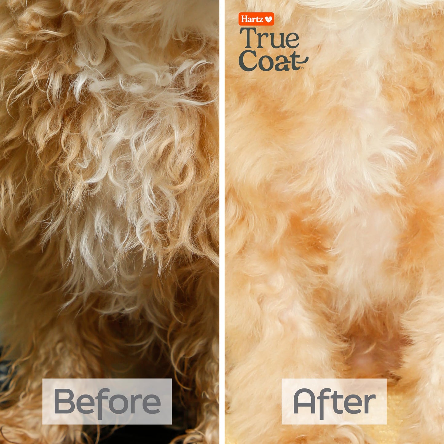 New! Hartz True Coat Curly or Wavy Coat Specific Dog Shampoo, Detangles & Conditions with Oat Milk, Coconut Oil & Shea Butter