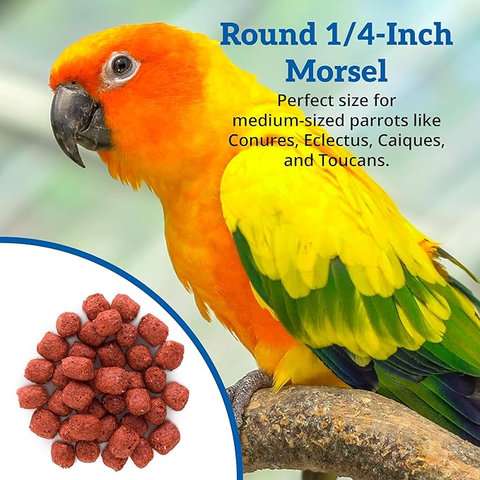 Scenic Apple Paradise Premium Parrot Food - Apple & Natural Flavors, High Protein, Low Iron Conure Bird Food, Eclectus & Other Small Pet Parrots, Omega 3, Vitamins & Minerals, 1 LB