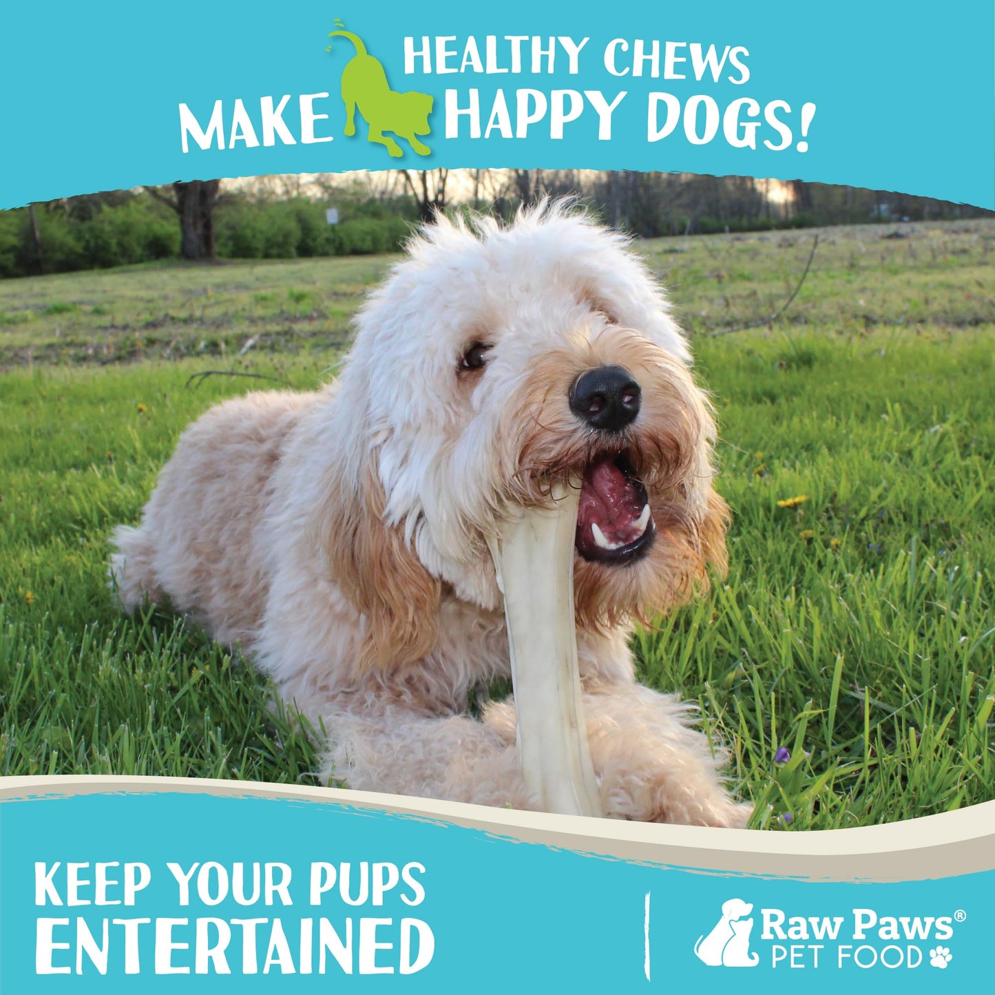 Raw Paws 10-inch Compressed Rawhide Bones for Dogs, 10-Count - Packed in USA - Long Lasting Dog Chews - Natural Pressed Rawhides - Large Dog Bones - Raw Hide for Aggressive Chewers