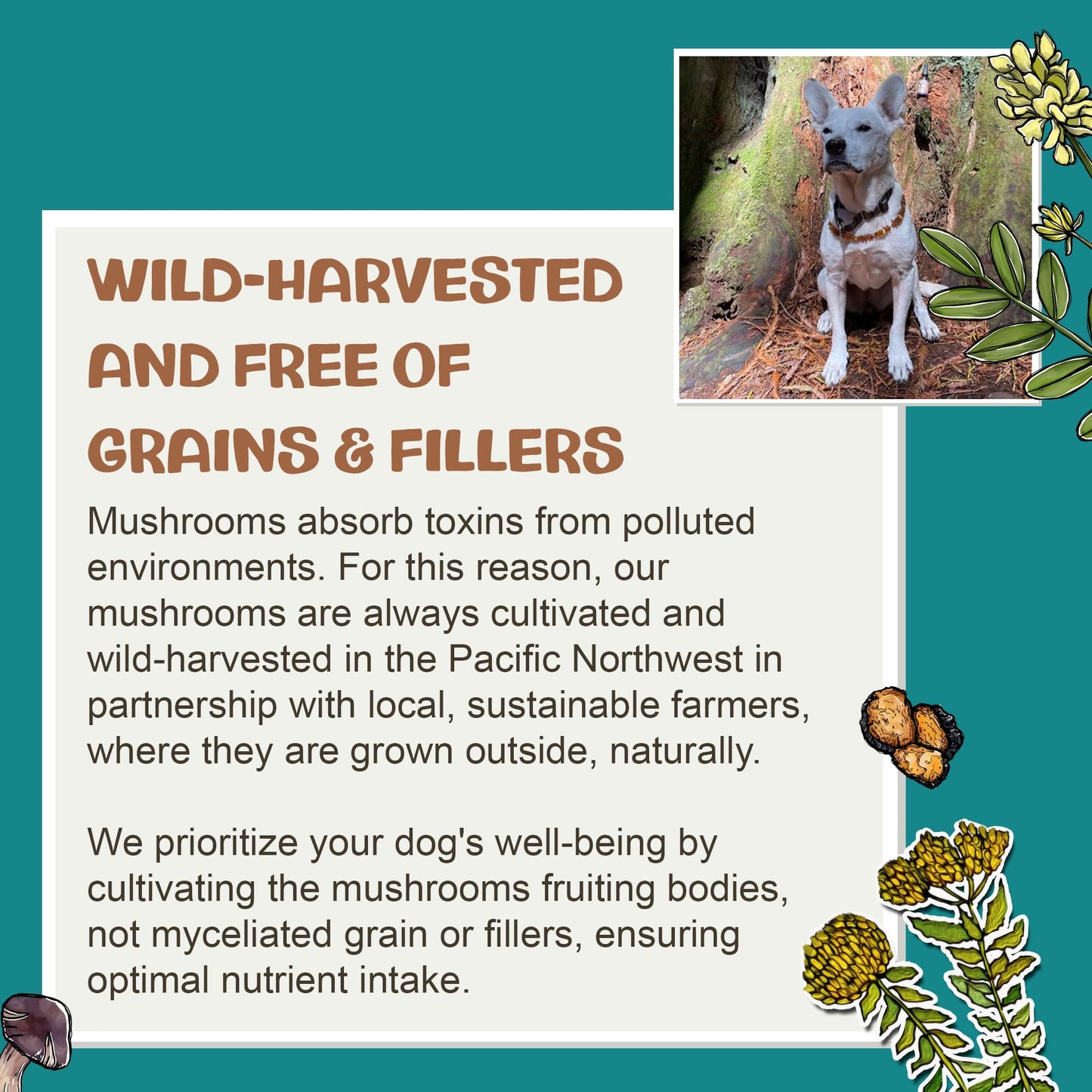 Phycox MAX Joint Supplement Small Bites for Dogs, 120 ct