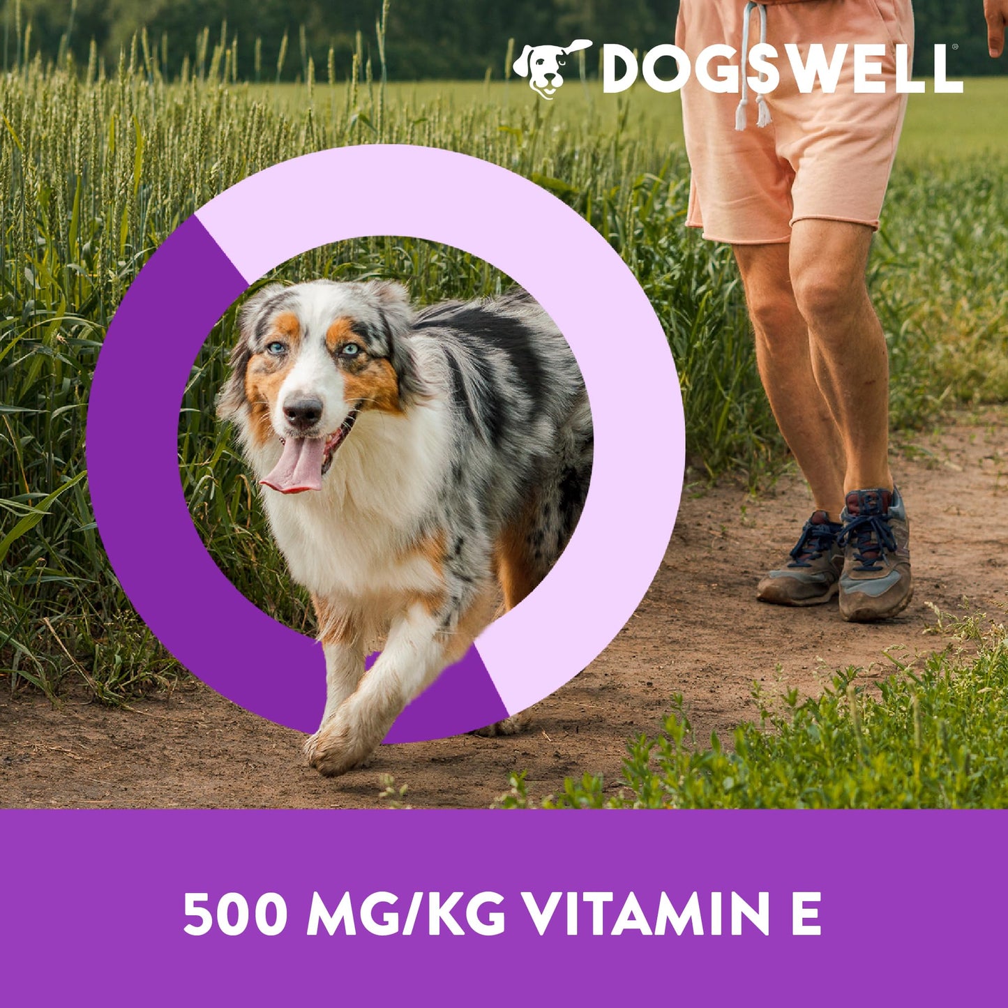 DOGSWELL Immunity & Defense, Flaxseed Oil, Turmeric, Vitamin E & A, Healthy Aging, Chicken Jerky 24 oz. (842197)