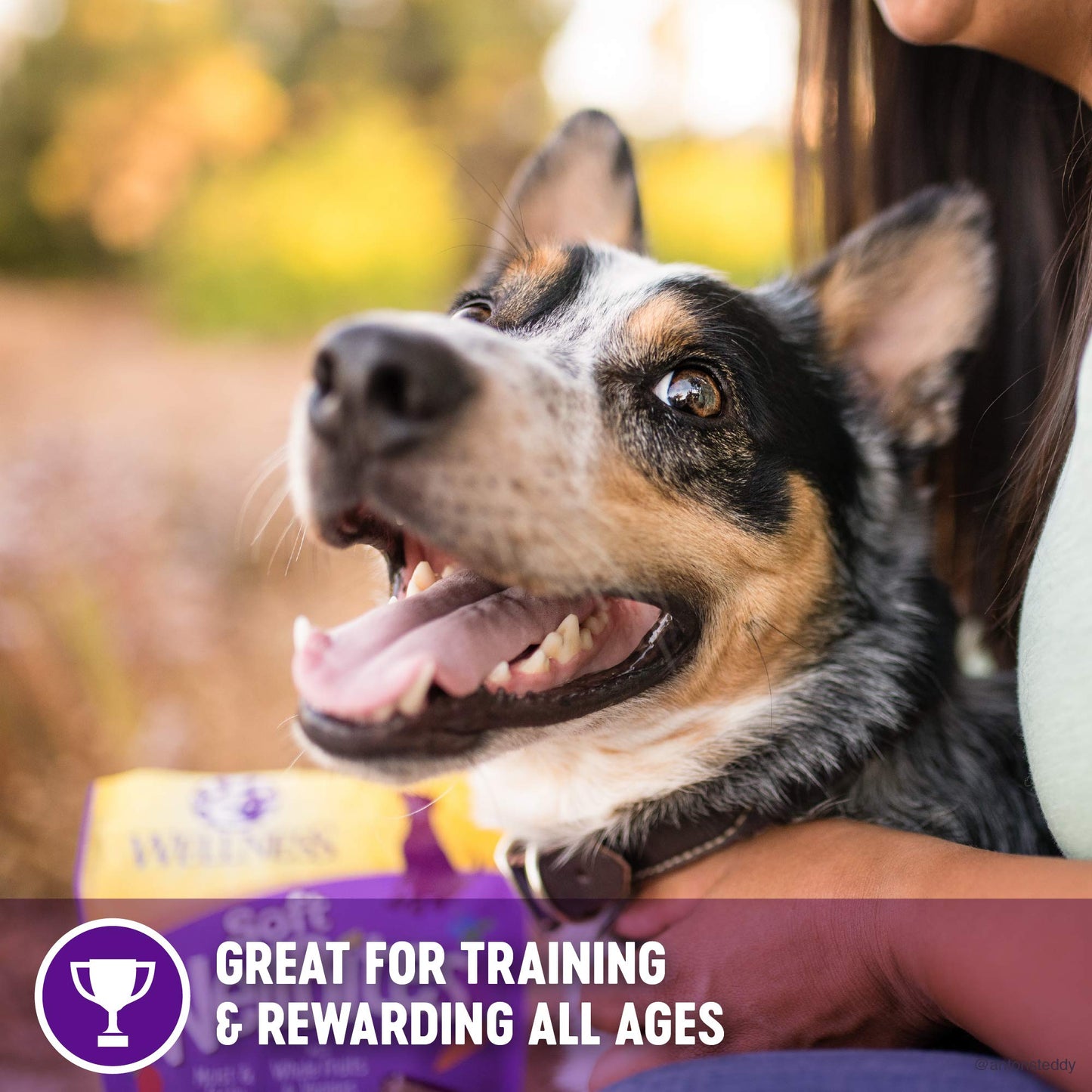 Wellness Dog Food and Treats Trial Bundle: Complete Health Dry Food, Chicken 5lb & Rewarding Life Soft Treats, Lamb and Salmon