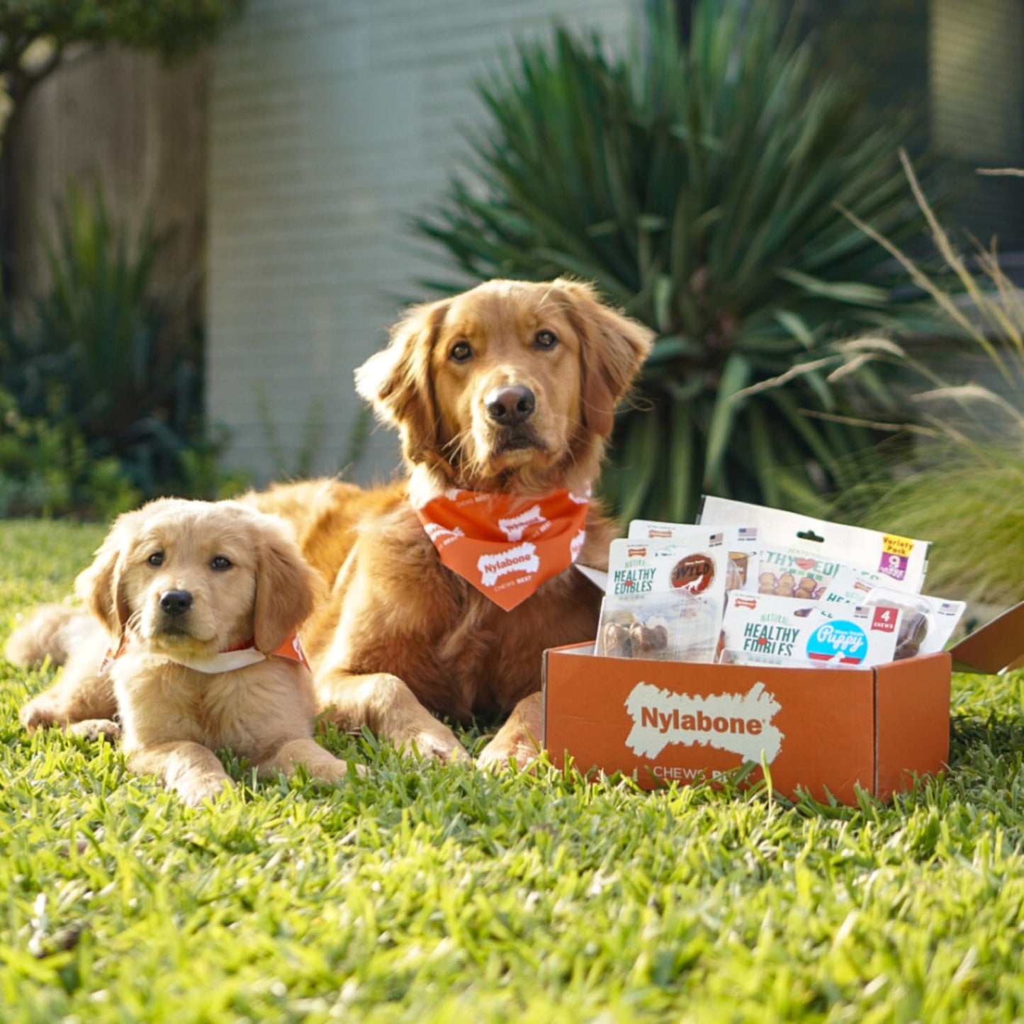 Nylabone Healthy Edibles WILD Natural Dog Chew Treats for Small Dogs, Long Lasting Dog Chew Bones Made in USA, Bison Flavor, For Dogs Up to 25 lbs. (16 Count)