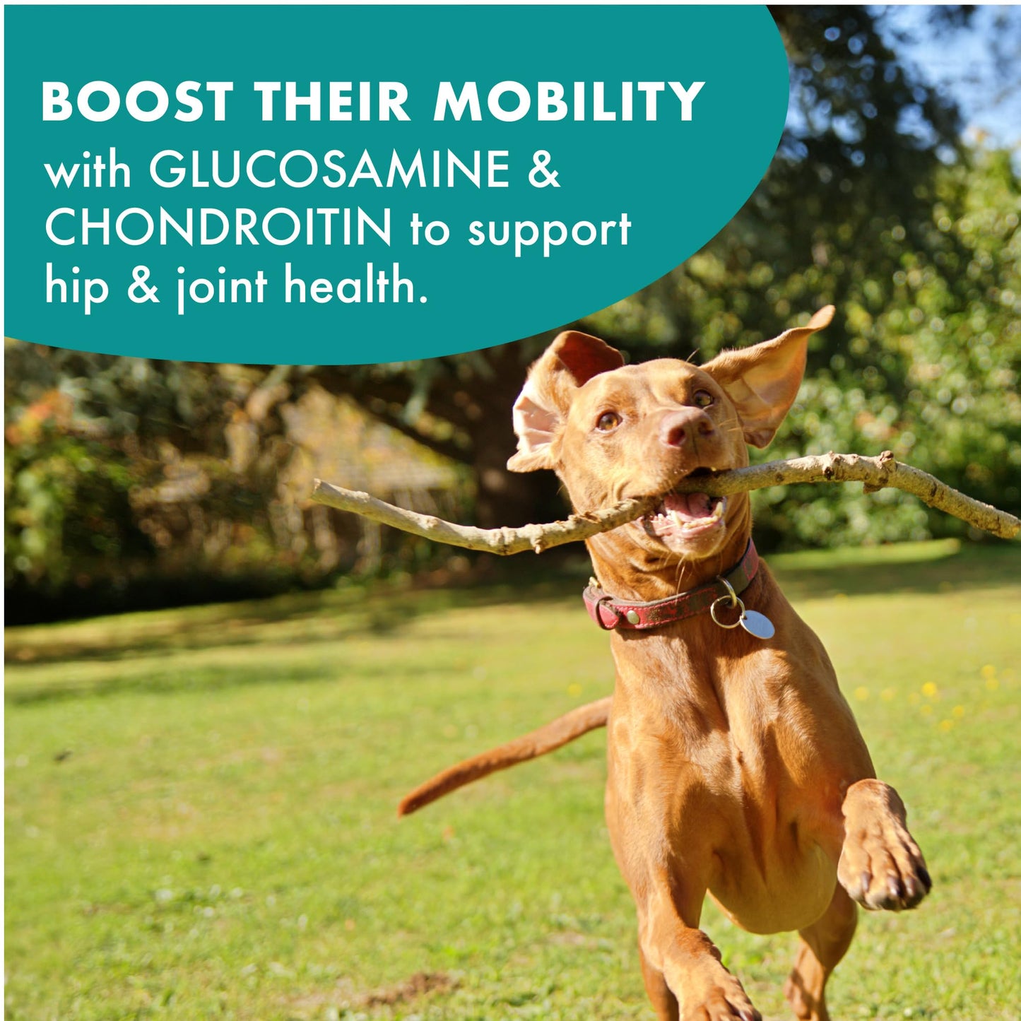 Buddy Biscuits Boosters 5 oz. Bag of Hip and Joint Soft Chews Dog Treats Made with Natural Chicken