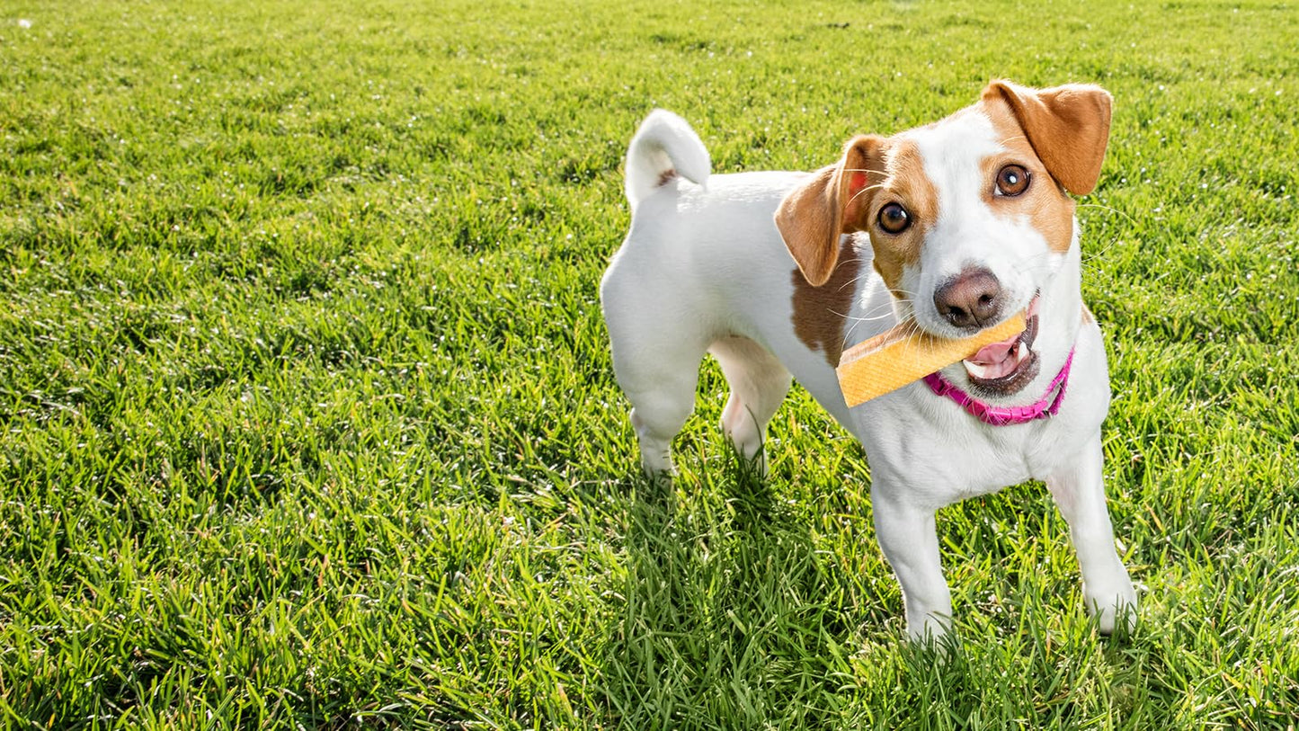 peaksNpaws Himalayan Yak Chews, High Protein Cheese Sticks, Lactose Free, Natural, Long Lasting Dog Treat for Aggressive Chewers Under 15 lbs, 4 Small Treat Sticks, 100% Eco-Friendly Packaging