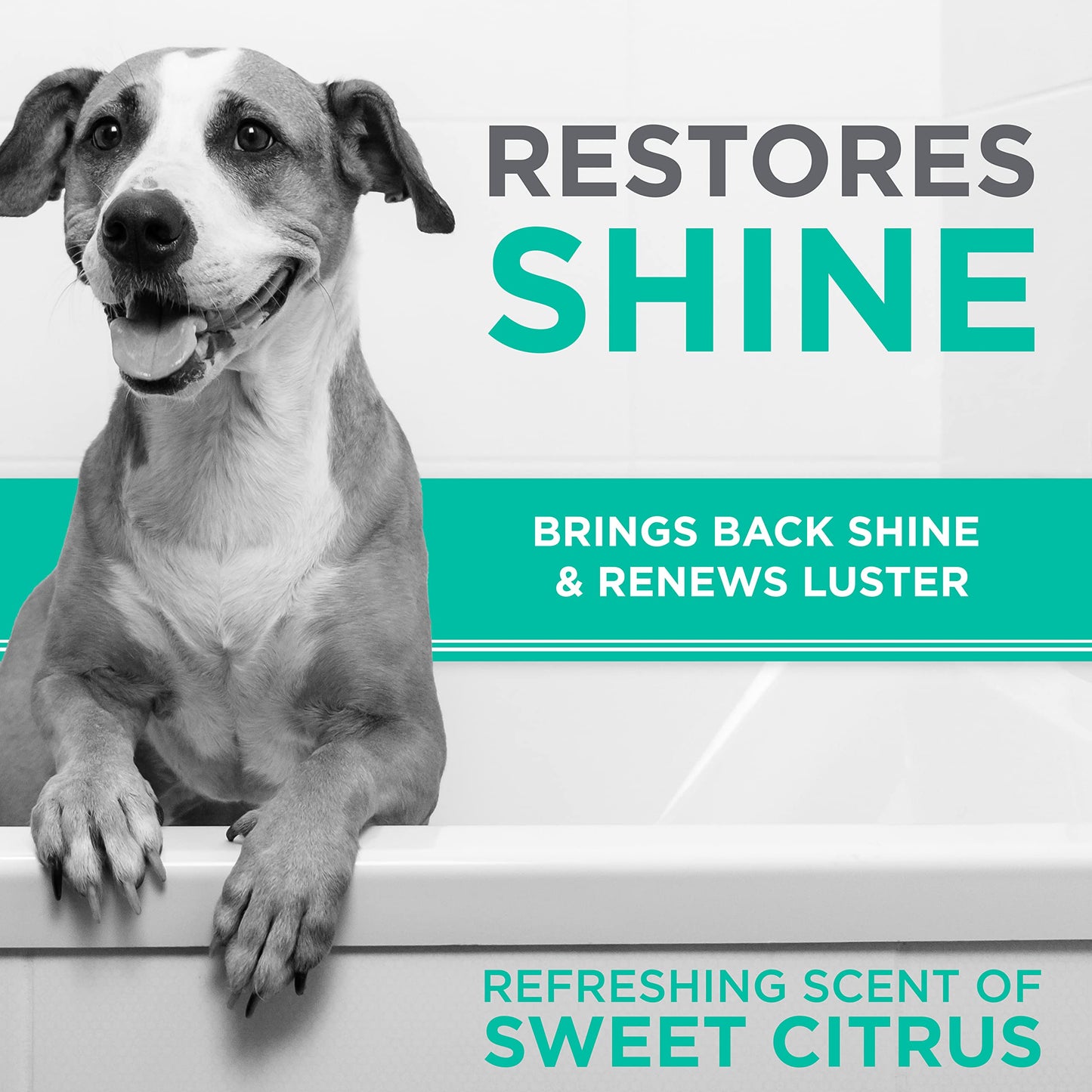 ODAC Overture Derma Serene Pet Shampoo, Gentle, Skin Friendly with Winter Cherry Root & Korean Patchouli, Rich Lather & Herbal Freshness, for Dogs & Cats, 10.14 fl oz Korea Beauty Pet Skincare