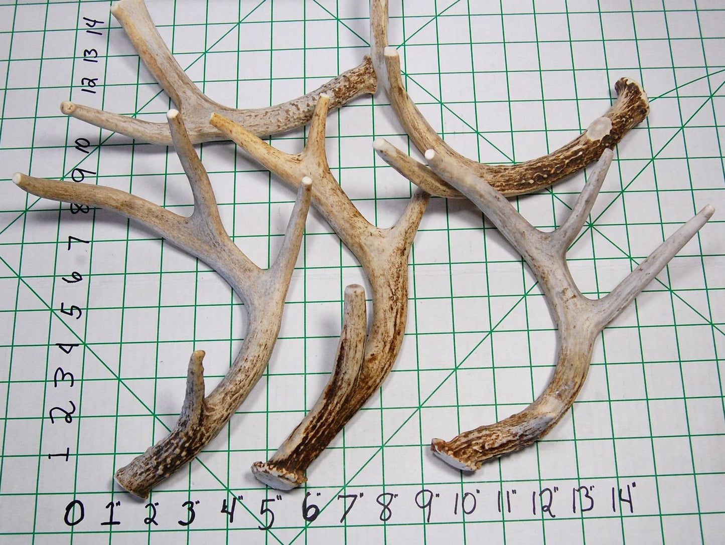 Big Dog Antler Chews - Whitetail Deer Antler Dog Chew, Medium, 8 Inches to 13 Inches Long, Natural, Healthy Long-Lasting Treat. for Medium to Large Size Dogs and Puppies.