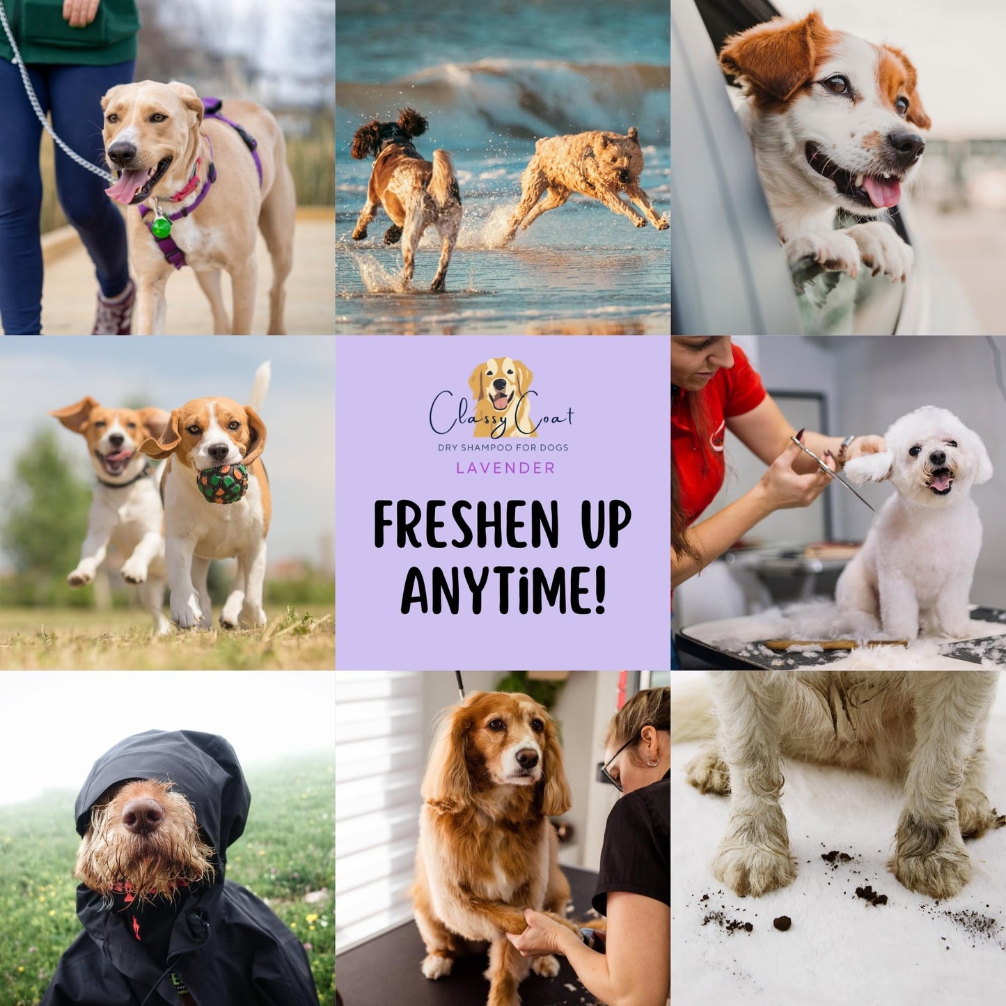 Classy Coat Dry Shampoo for Dogs (Lavender) | Waterless No-Rinse Spray Powder | Calming Lavender Scent | Soothing | Talc and Alcohol Free | Safe for Sensitive Skin | Made in USA