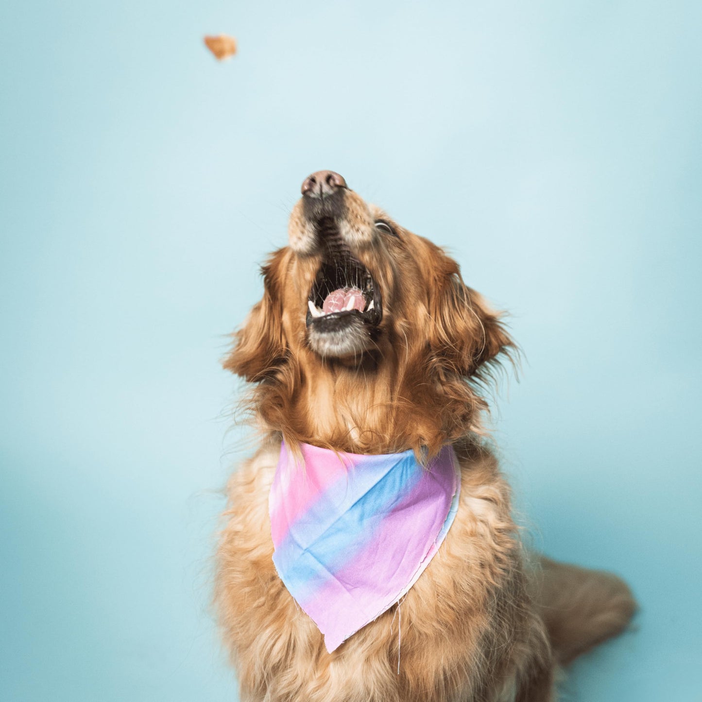 Ride & Vibe Dog Treats, Wild Caught Salmon Jerky, Snack Bars, Puppy Training Treats, Natural Superfood, Grain, Corn, Poultry & Soy Free, 5oz