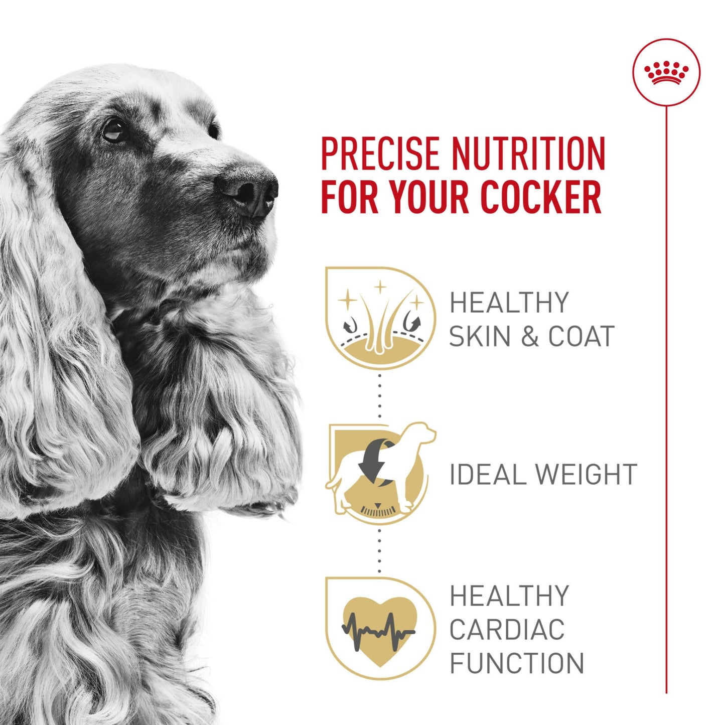 Royal Canin Cocker Spaniel Adult Dry Dog Food, 25 lb bag