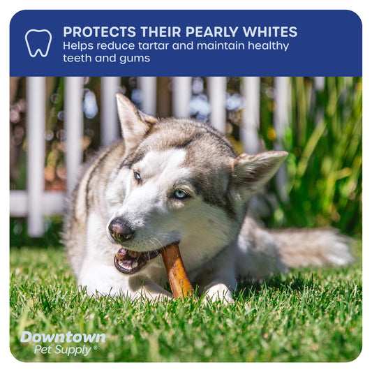 Downtown Pet Supply Bully Sticks for Dogs (6", 24-Pack, Jumbo) Non-GMO, Grain Free, Rawhide Free Dog Chews -Long Lasting and Low Odor Bully Sticks for Large Dogs