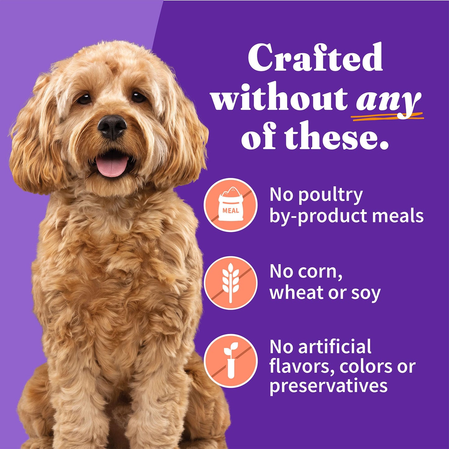 Halo Small Breed Wet Dog Food, Chicken & Salmon Recipe, Grain Free Real Meat Canned Dog Food, Meal or Topper, 5.5 Oz Can (Pack of 12)