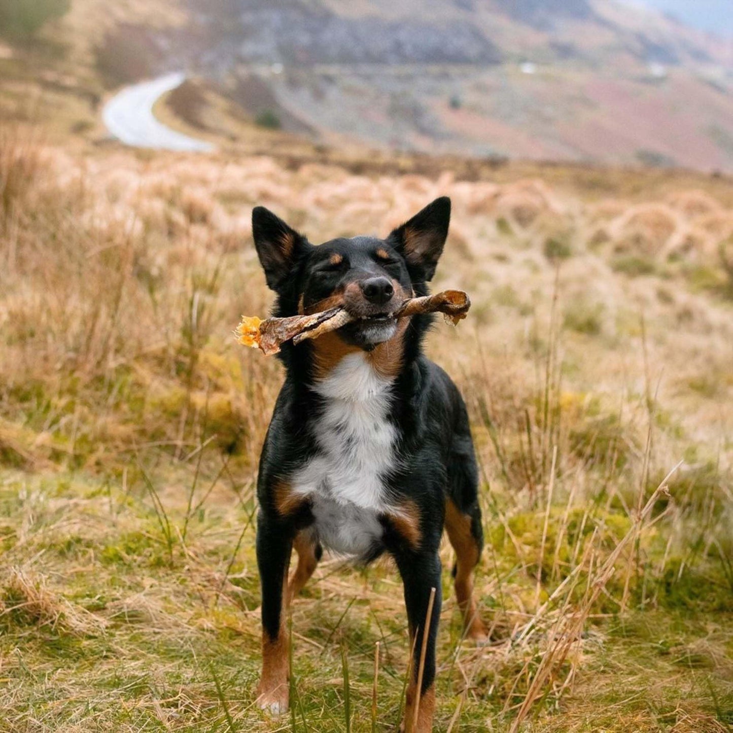 SKIPPER'S Wolf Fish Skin Twists Dog Chews - 100% Fish Skin Grain Free Treats for Dogs, High in Protein & Low in Fat, Essential Omega 3 Oils | Great for Teeth (Regular, 9 Oz)