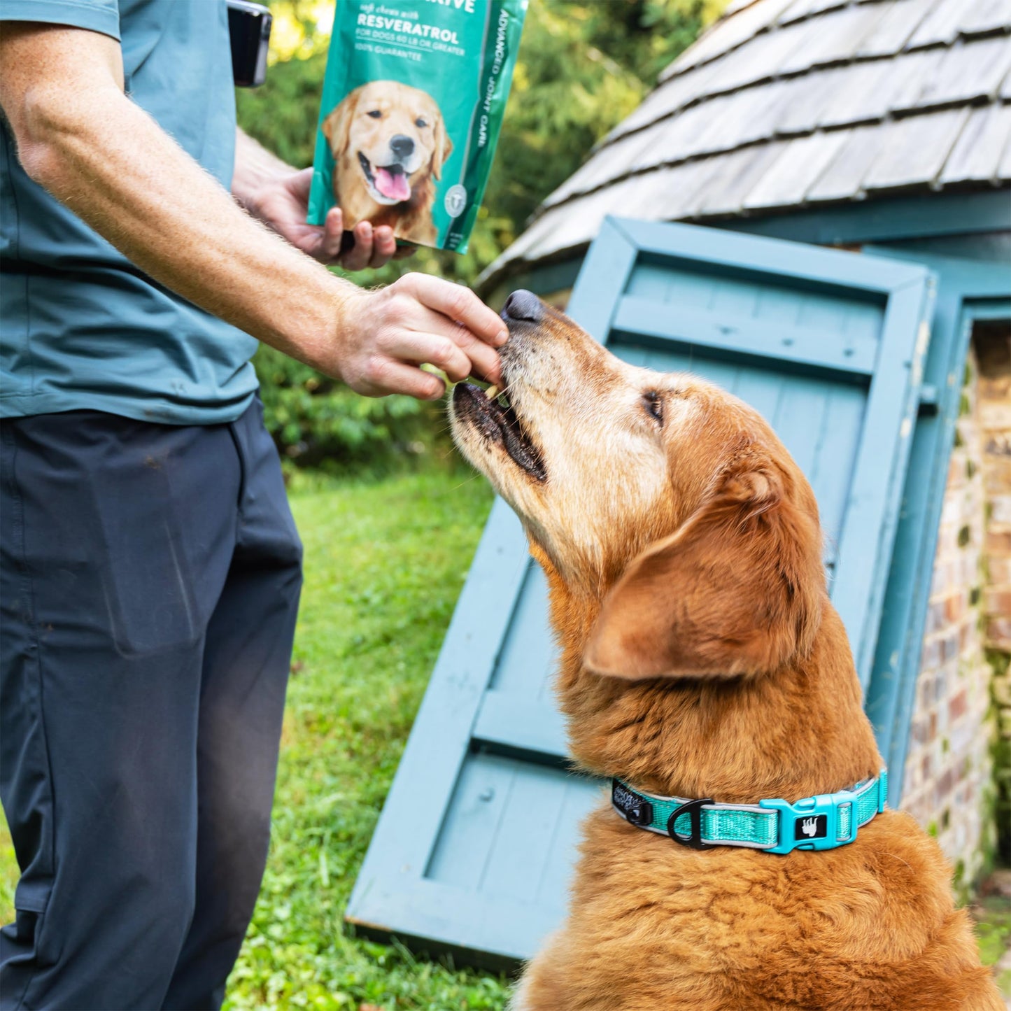 PetThrive Dog Hip and Joint Support Supplement Soft Chews with Resveratrol, Glucosamine, Chondroitin, Hyaluronic Acid, Bacon Flavor, Large Breed