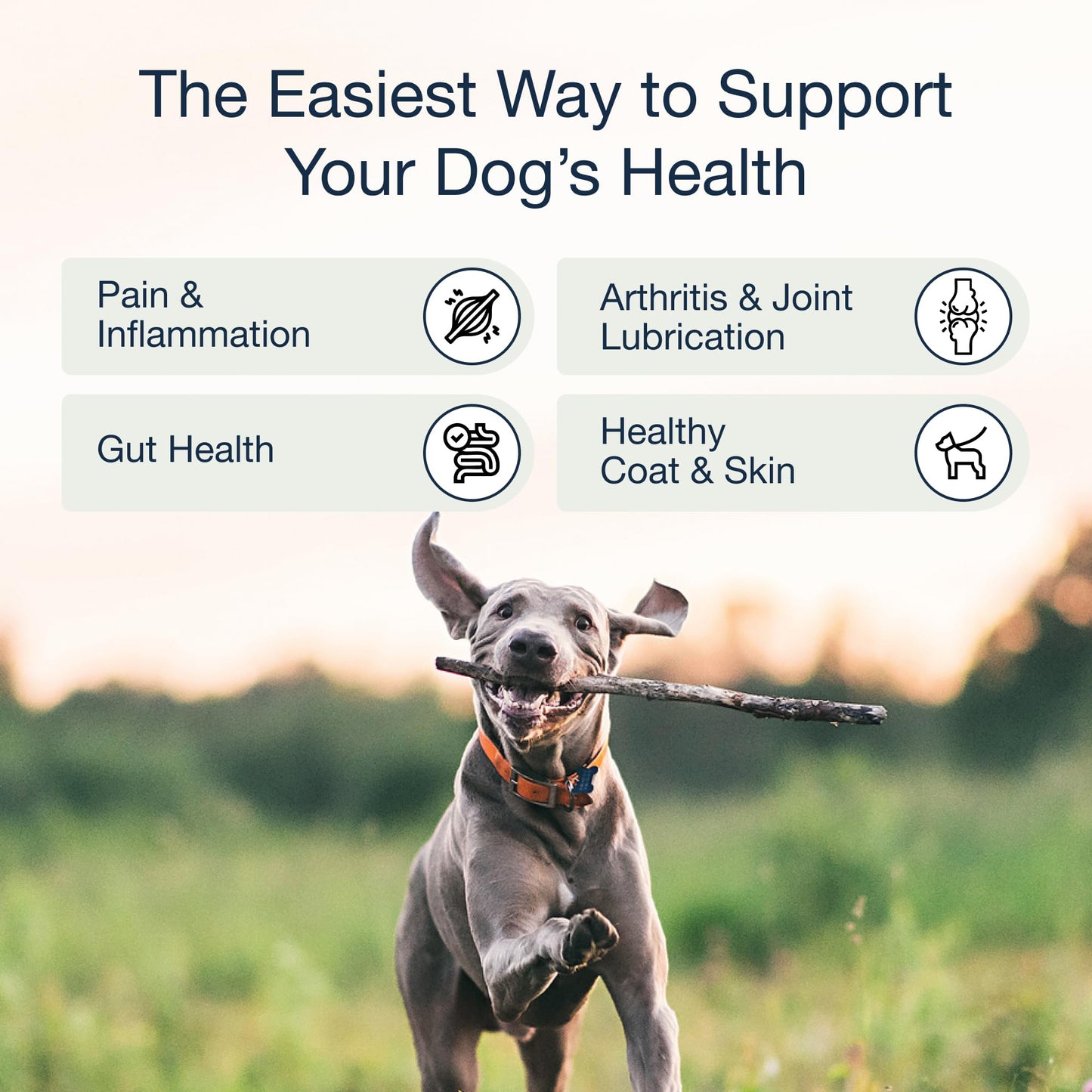 Pure Dogs Hip & Joint Dog Chews - Glucosamine Chondroitin & Green Lipped Mussel for Joint Pain Relief, Function & Mobility, Gut & Digestive Support - for Large & Small Breeds - 90 Chews