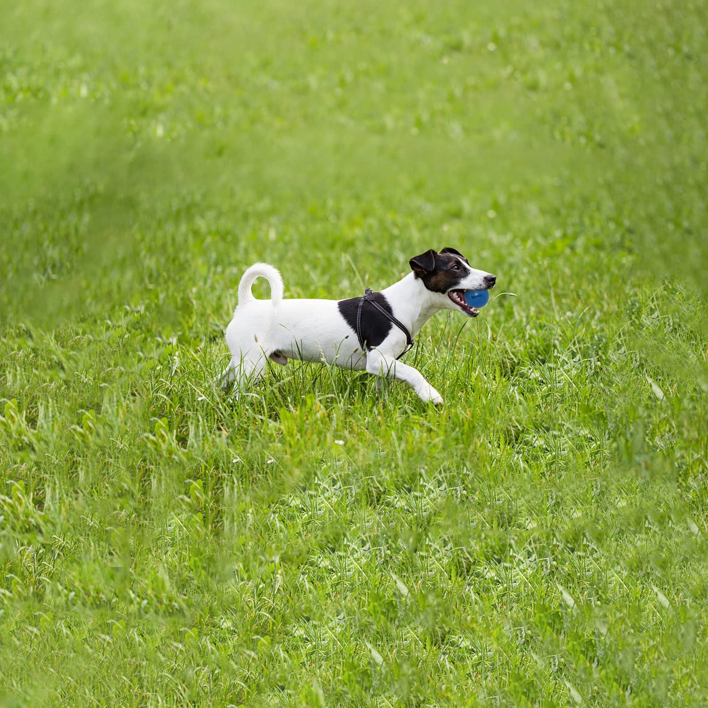 Qesonoo Dog Balls Indestructible,Solid Rubber Bouncy for Dogs Aggressive Chewers Small Breed,Non-Toxic&Floating&High Elasticity,Durable Fetch Ball Small to Chew,Play and Training