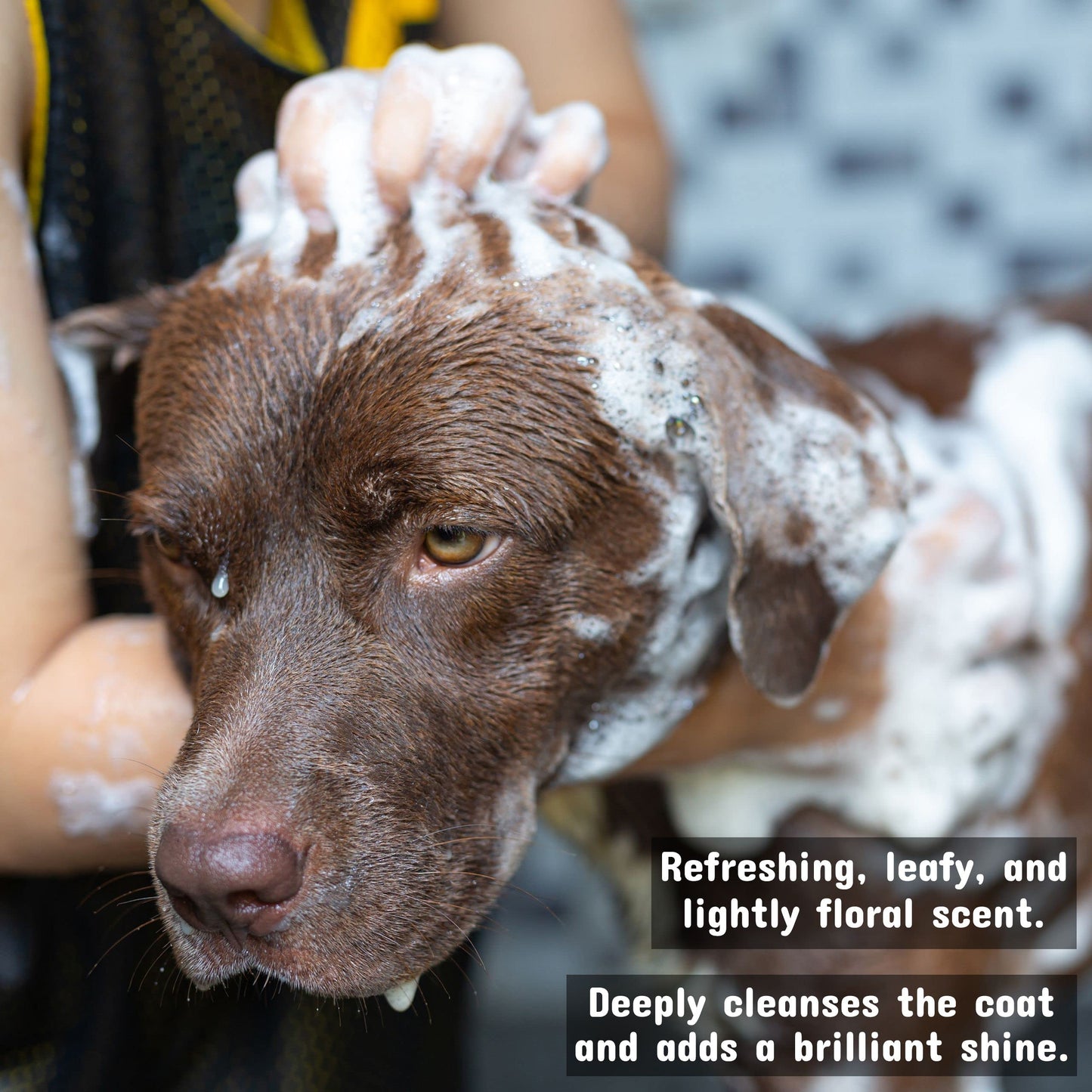 Pet Silk Rainforest Clean Scent Shampoo 16oz, Long-Lasting Fragrance for Your Pet's Coat, Cleanser for Both Dogs and Cats, Infused with Vitamin E, Gentle & Safe for Your Pet's Skin and Coat!