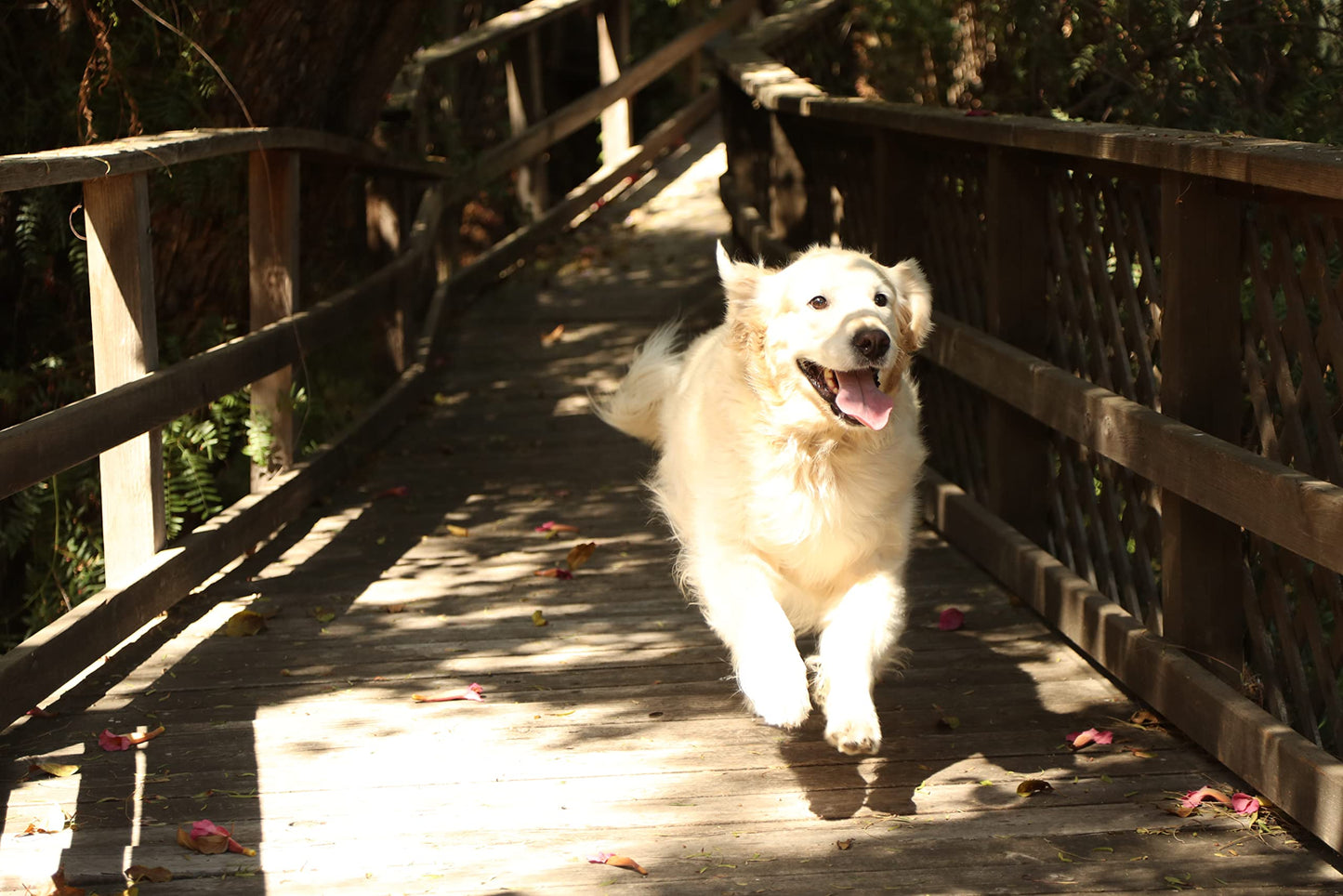 Kawell USA Natural Dog Shampoo for Dry Sensitive Itchy Skin, Hot Spots - Anti-Inflammatory, Antifungal, Anti-Shedding Grooming Shampoo with Matico Healing Properties - for Healthy Skin and Coats, 12oz