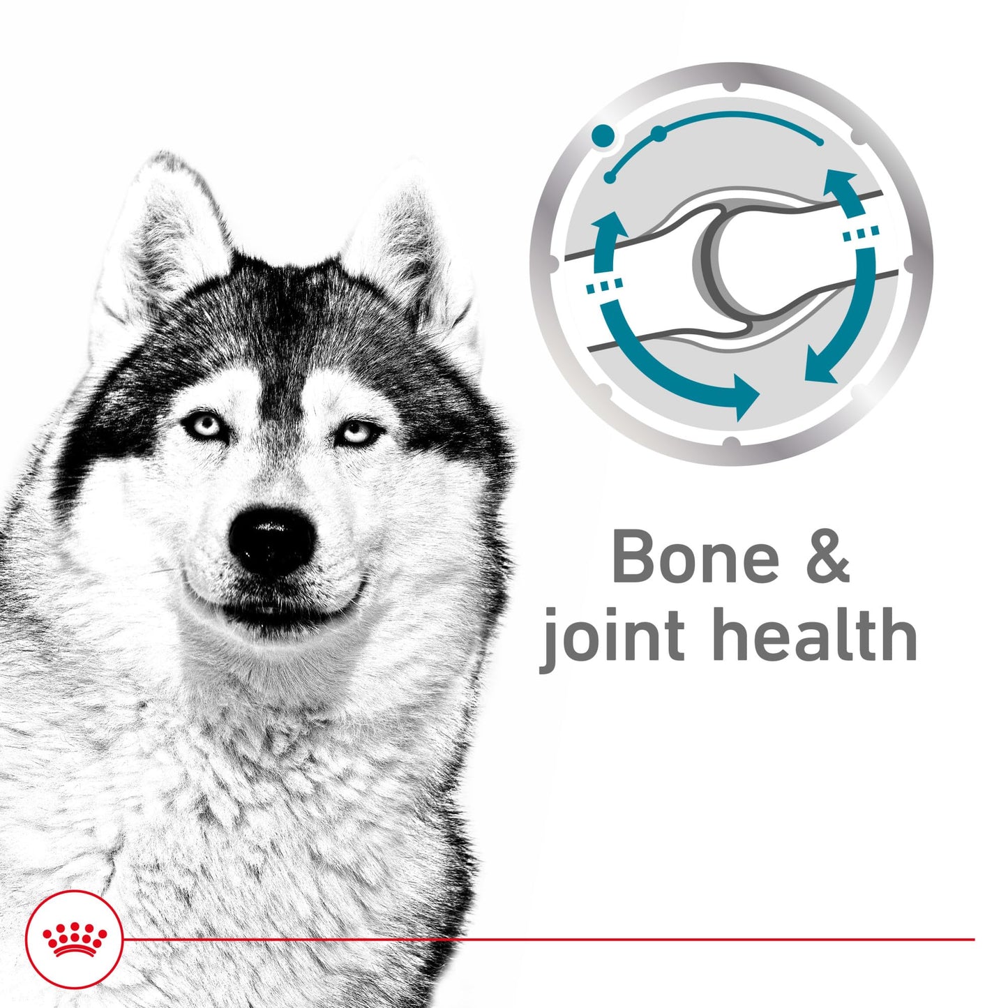 Royal Canin Canine Care Nutrition Joint Care Adult Loaf in Sauce Dog Food, 13.5 oz (Pack of 12)