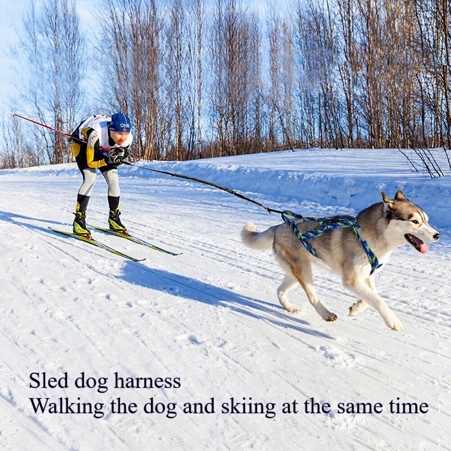 Sled Dog Chest and Back Harness, Suitable for Medium and Large Dogs, Husky Alaskan Snowboard Leash Traction Rope, Dog Weight Pulling Safety Belt (Blue, XL)