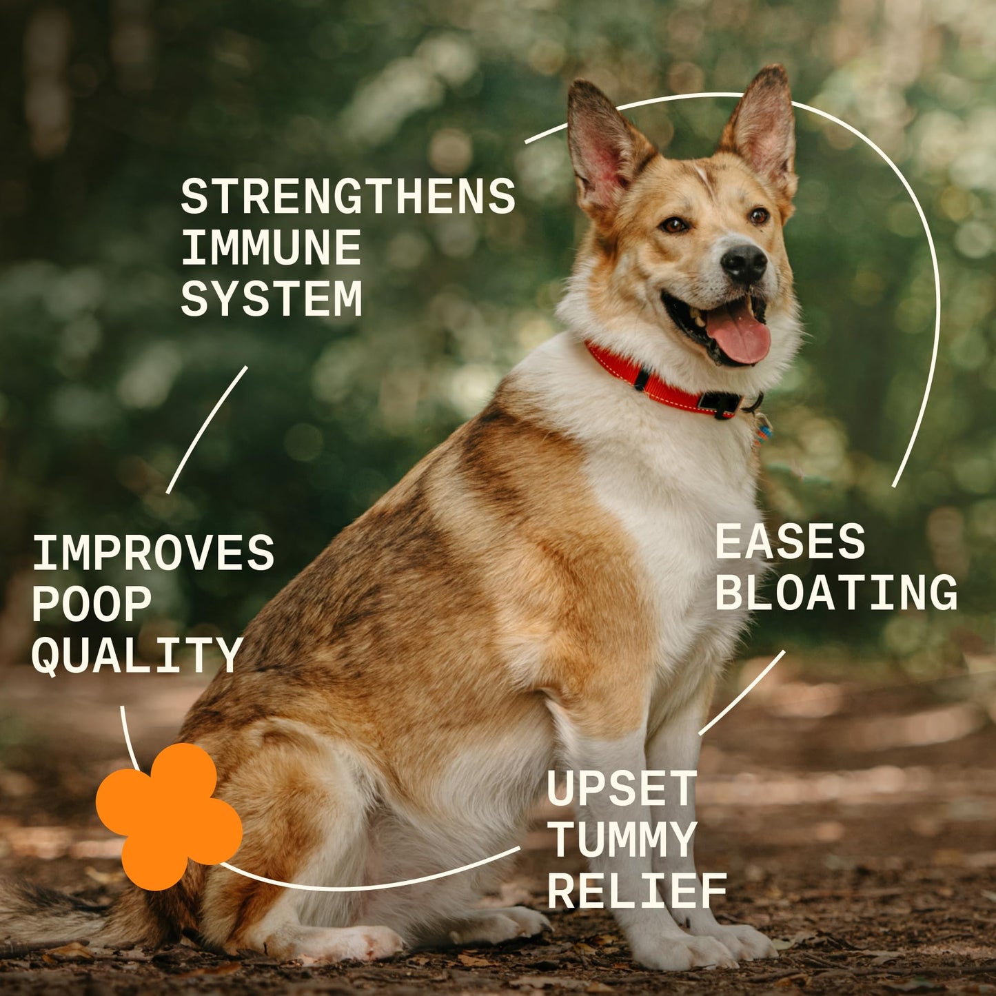 Pawgress 5-in-1 Dog Probiotic Powder – 100% Natural Gut Health Support with Prebiotics, Postbiotics & Enzymes – Crafted by Dog Nutritionist Kayla Kowalski, Made in USA – 30 Scoops