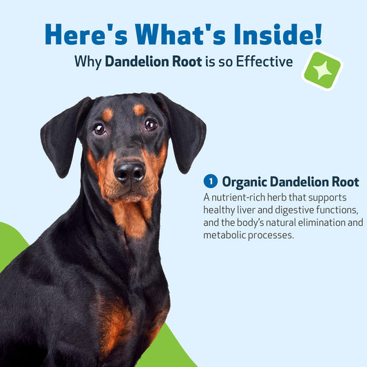 Pet Wellbeing Dandelion Root for Dogs - Liver & Heart Health, Digestive Function, Blood Sugar Support, Certified Organic - Veterinarian-Formulated Herbal Supplement 2 oz (59 ml)