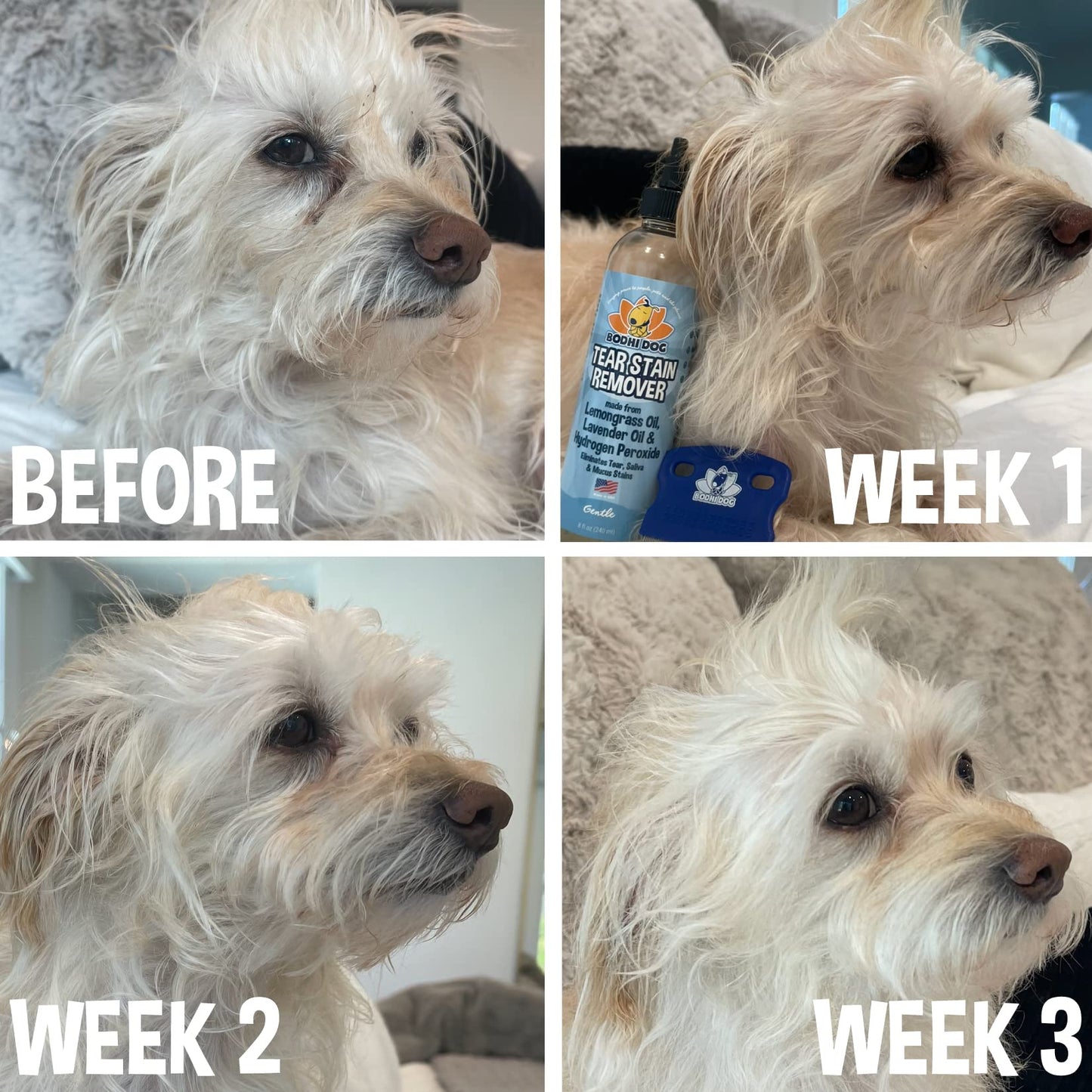Bodhi Dog Tear Stain Remover - Removes Tears, Saliva & Mucus Stains from Dogs & Cats - Gentle, Natural Solution for Sensitive Fur & Coats, Alcohol-Free, Made in USA (8 Fl Oz)