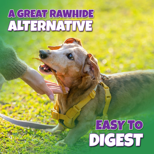 Lively Tails Turkey Tendons for Dogs Made in USA with 100% Turkey and No Glycerin, Healthy Jerky Dog Treats for Medium and Small Dogs, Human Grade Natural Chews, 6 oz Bag