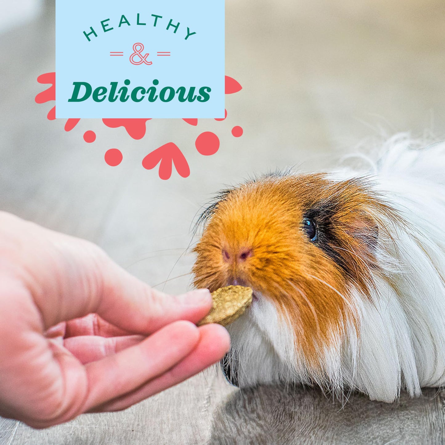 Oxbow Animal Health Natural Science Digestive Support, High Fiber Supplement for Rabbit & Guinea Pig, Made with Timothy Hay, Includes Chicory Root, Ginger Root, Chamomile, Made in USA, 4.2 oz Bag