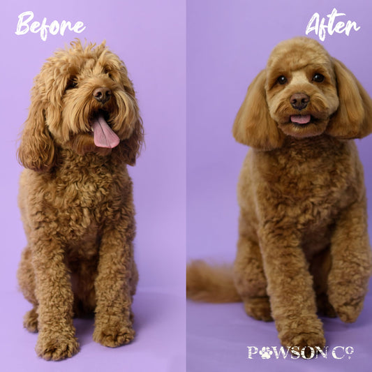 Pet Pull Pet Shampoo and Conditioner for Dogs and Cats - Plant-Based Dog Shampoo Cleanser - Pet Supplies for Pets - Sensitive Skin Dog Wash- Made in The USA (16 oz) (Oatmeal & Aloe, Conditioner)