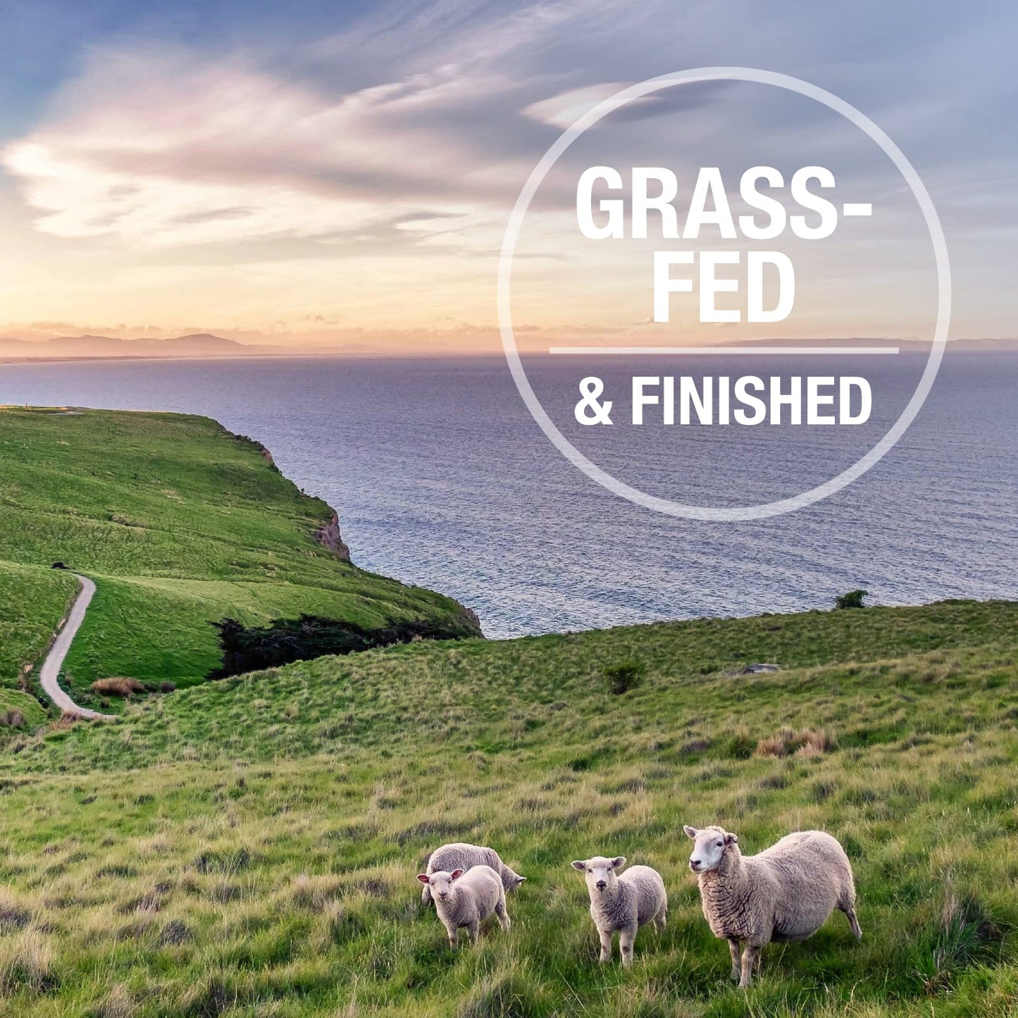 K9 Natural Freeze Dried Dog Food Topper with Verified Ingredients, Organ Meat Blend for Digestive Support, Human-Grade Freeze Dried Puppy Food & Dog Topping, Beef Green Tripe, 2.6oz