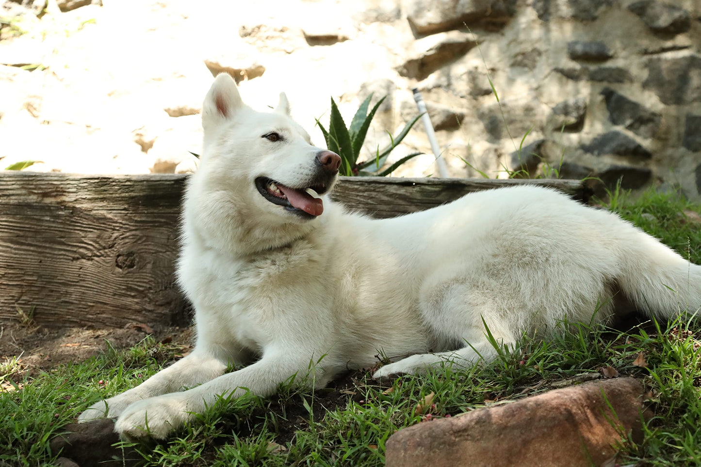 Kawell USA Natural Dog Shampoo for Dry Sensitive Itchy Skin, Hot Spots - Anti-Inflammatory, Antifungal, Anti-Shedding Grooming Shampoo with Matico Healing Properties - for Healthy Skin and Coats, 12oz