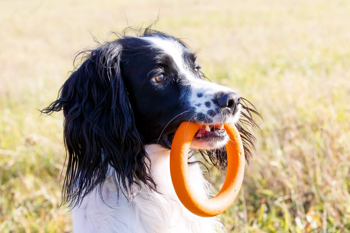 PlayfulSpirit Durable Natural Rubber Ring - Great Tug of War Dog Toy, Fun for Throw, Chase and Fetch Games, Exercise and Dog Training Toy for Medium to Large Breed Puppies and Adult Dogs (L, Orange)