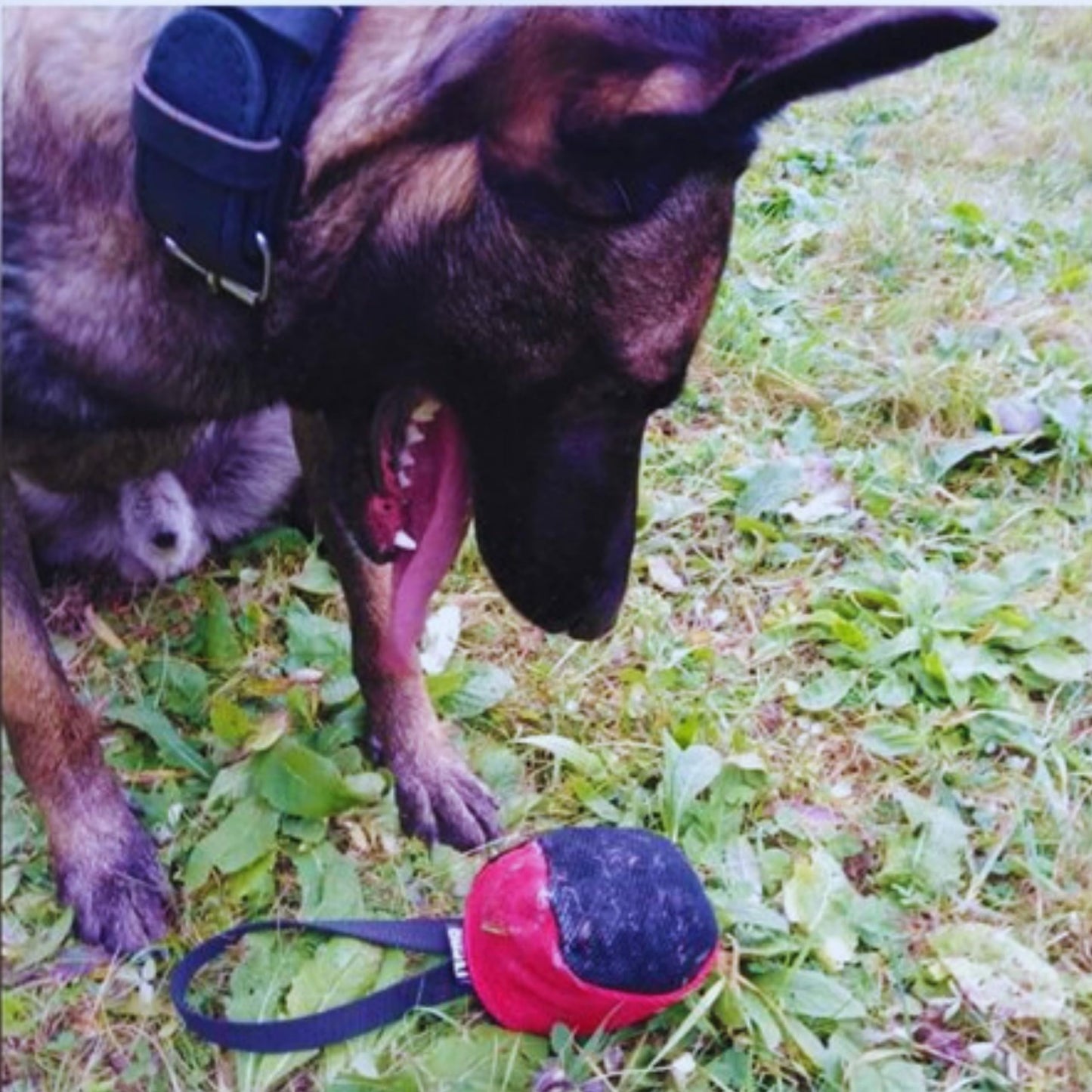Dingo Gear Dog Tug Ball 4" for Strong Dog, Bite Training, IGP, K9, Fun, Red S02780