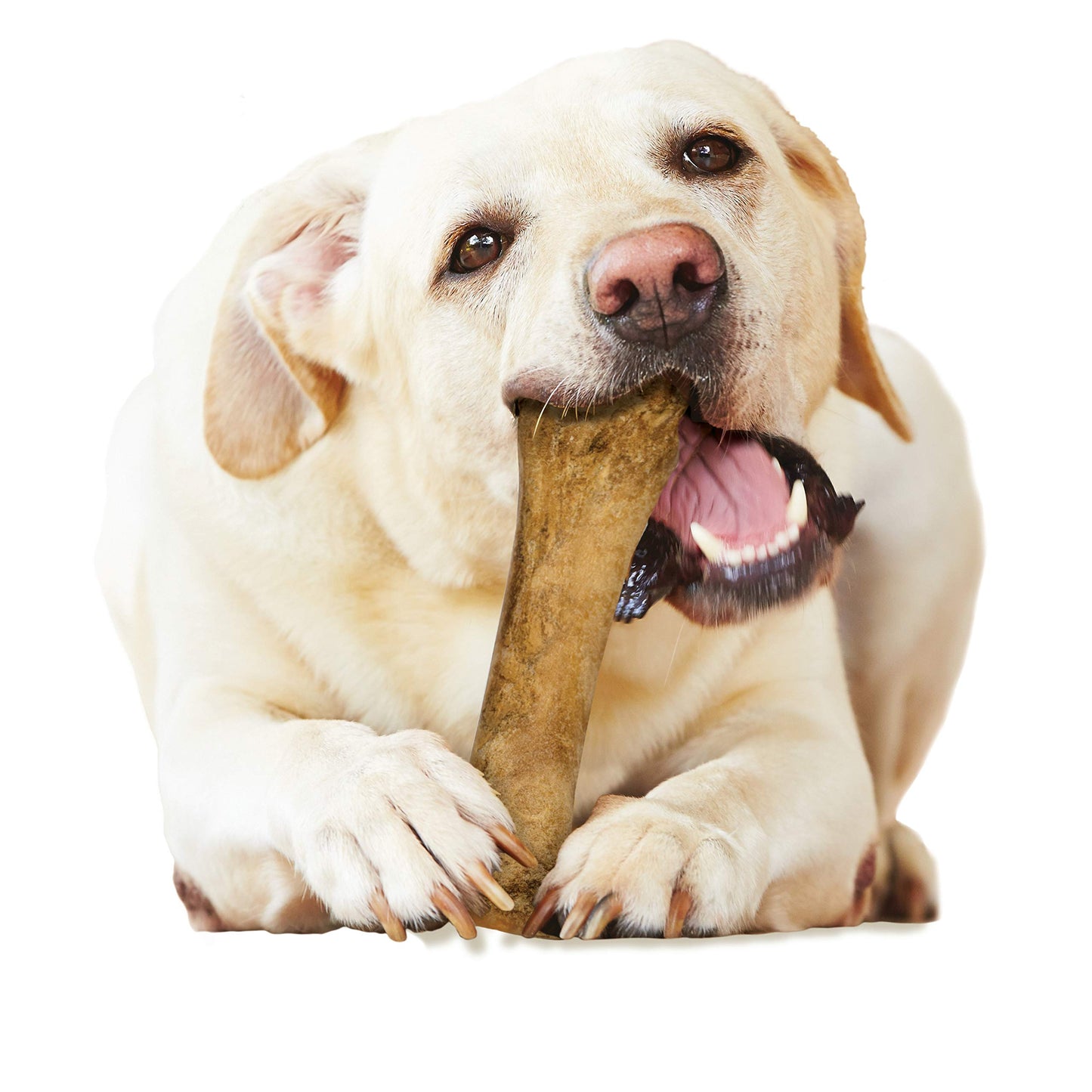 Nylabone Healthy Edibles Natural Dog Chews Long Lasting Bacon Flavor Treats for Dogs, X-Large/Souper (1 Count)