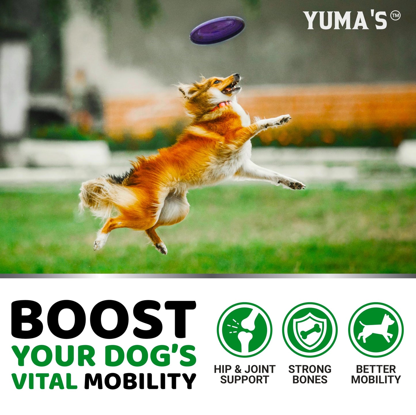 YUMA'S Glucosamine for Dogs - Hip and Joint Supplement for Dogs - 170 Ct - Glucosamine Chondroitin Chews - Joint Pain Relief Supplement with MSM - Advanced Health - Mobility Support - Made in USA