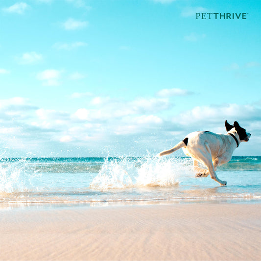 PetThrive Dog Hip and Joint Support Supplement Soft Chews with Resveratrol, Glucosamine, Chondroitin, Hyaluronic Acid, Bacon Flavor, Large Breed