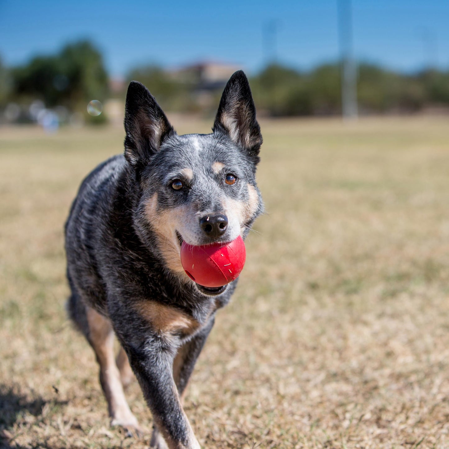 KONG Ball with Hole - Durable Dog Fetch Toy for Training, Interactive Playtime & More - Classic KONG Natural Rubber Ball - Red - For Large/Medium Dogs