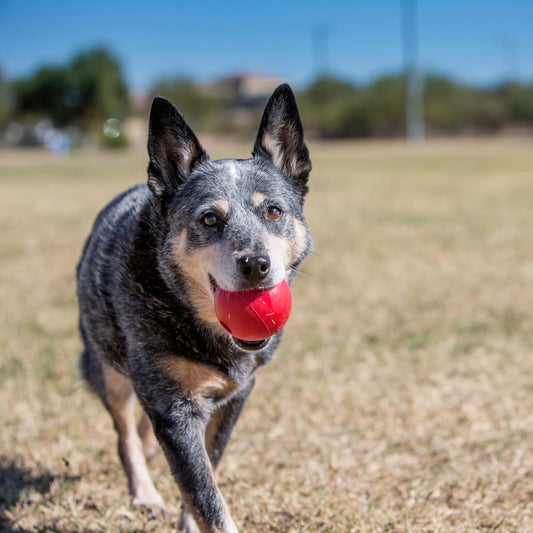 KONG Ball with Hole - Durable Dog Fetch Toy for Training, Interactive Playtime & More - Classic KONG Natural Rubber Ball - Red - For Large/Medium Dogs