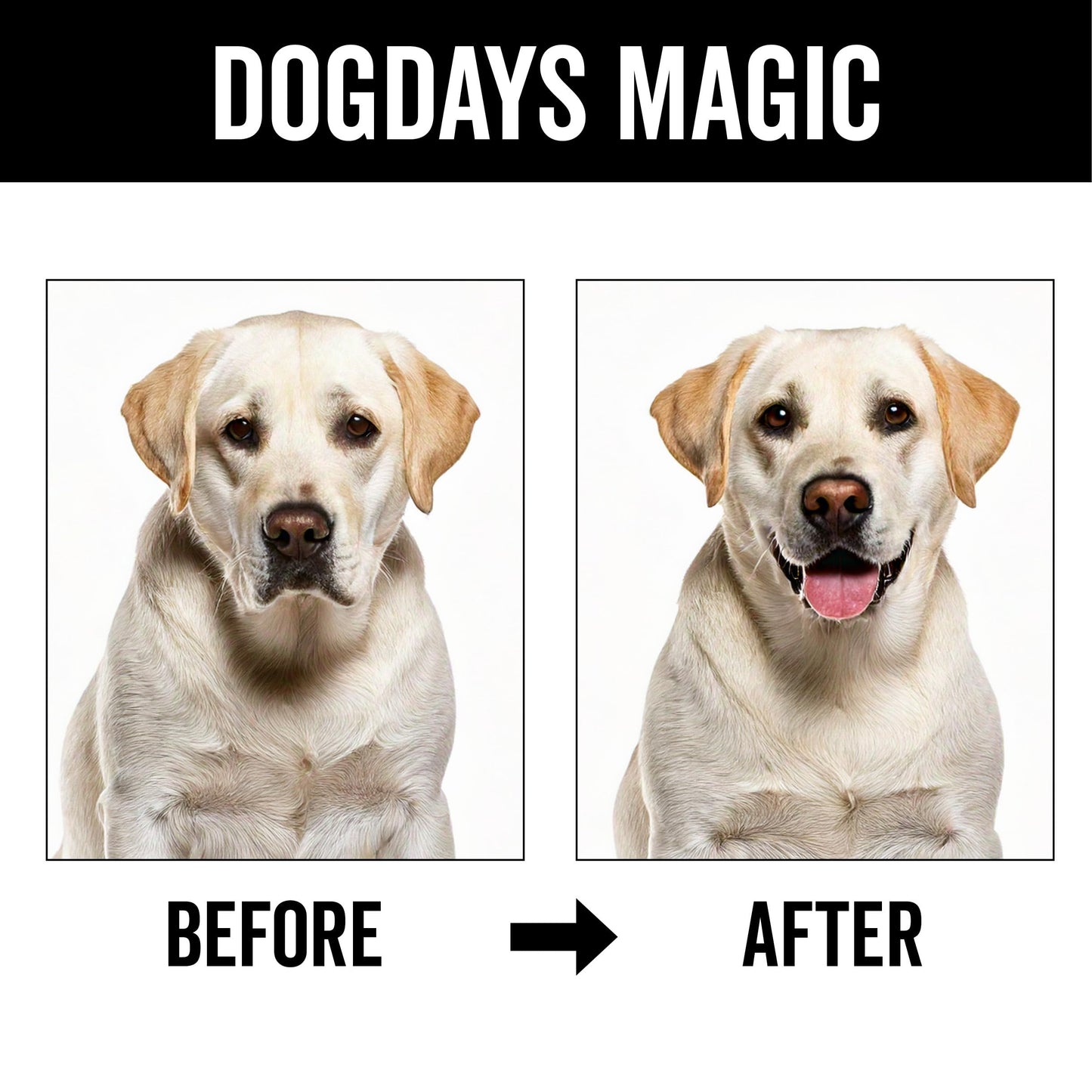 PRIDE AND GROOM DogDays Deodorizing Dog Spray | Long-Lasting Pet Odor Eliminator with Fresh & Clean Scent | Hydrating Dog Cologne & Coat Refresher – 8 fl oz