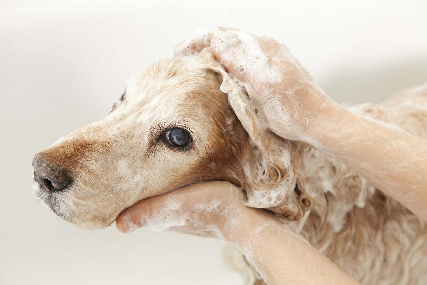 Pet Silk Hypoallergenic Conditioner, Free of Dyes and Heavy Fragrances, Specifically Designed for Pet's with Sensitive Skin, Infused with Olive Oil & Wheat Protein for Added Nourishment! (16oz)