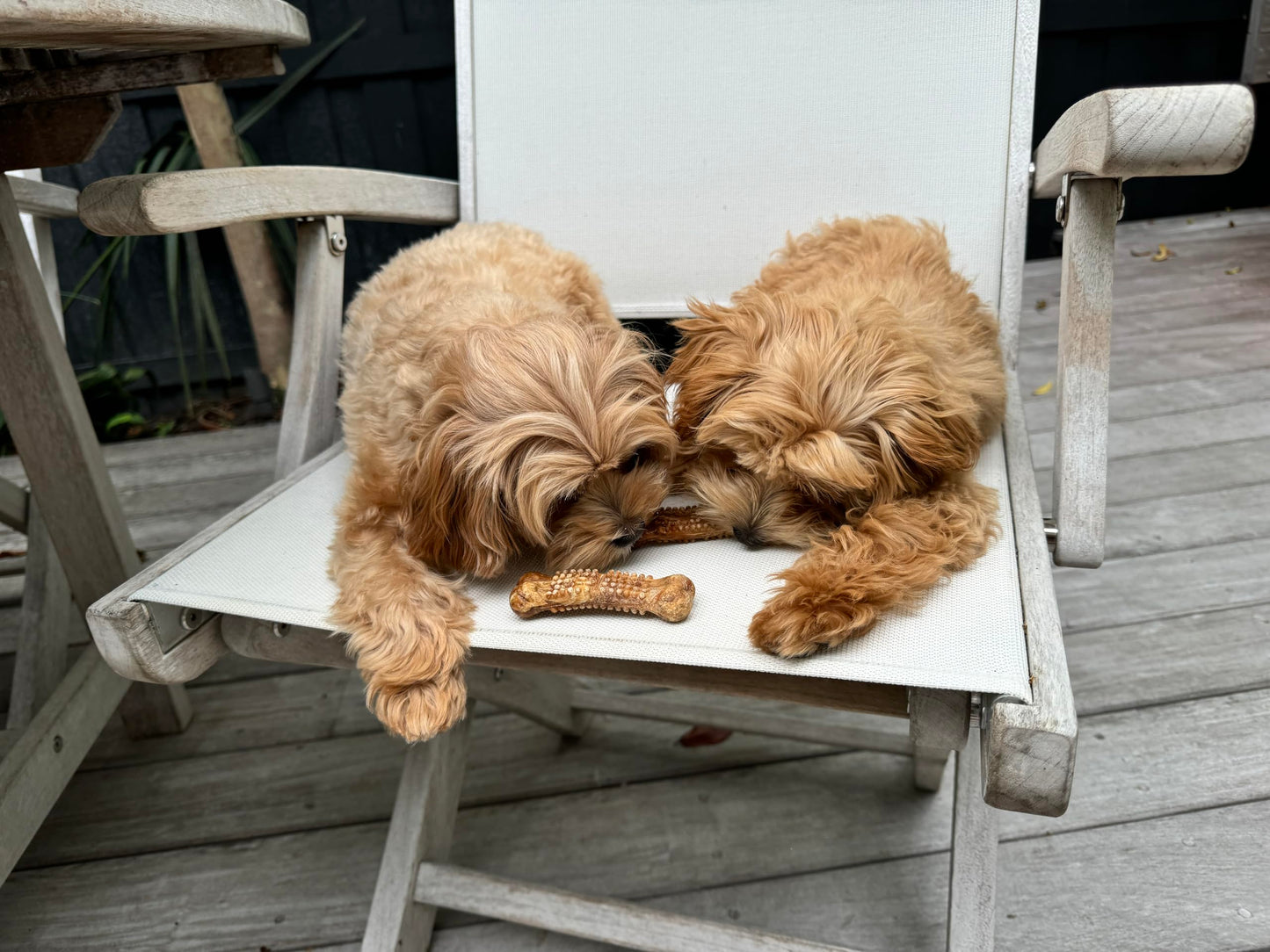 CEVA Animal Health Breakables Clenz-A-Dent Rawhide Dental Chews, 15Ct (Small)