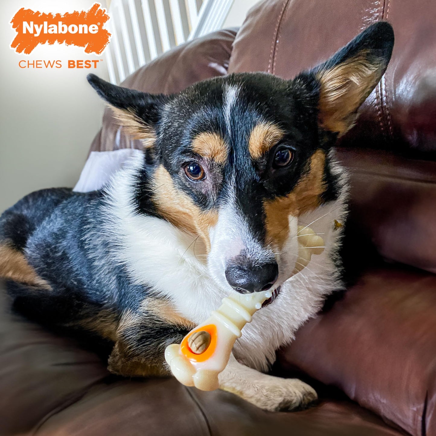Nylabone Knuckle Bone Pop-in Treat Toy Power Chew Toy with 30 Refills, Interactive Treat Dispensing Enrichment Toys for Dogs, Long Lasting Chicken Flavor, Medium Dogs - Up to 35 lbs, 2 Pack
