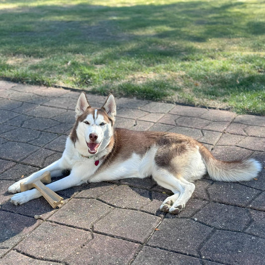 SPOT Bam-Bones Plus T-Bone, Bamboo Fiber & Nylon Dog Chew, Durable for Aggressive Chewers, Non-Splintering, for Adult Dogs & Teething Puppies Under 90lbs, 7in, Chicken Flavor