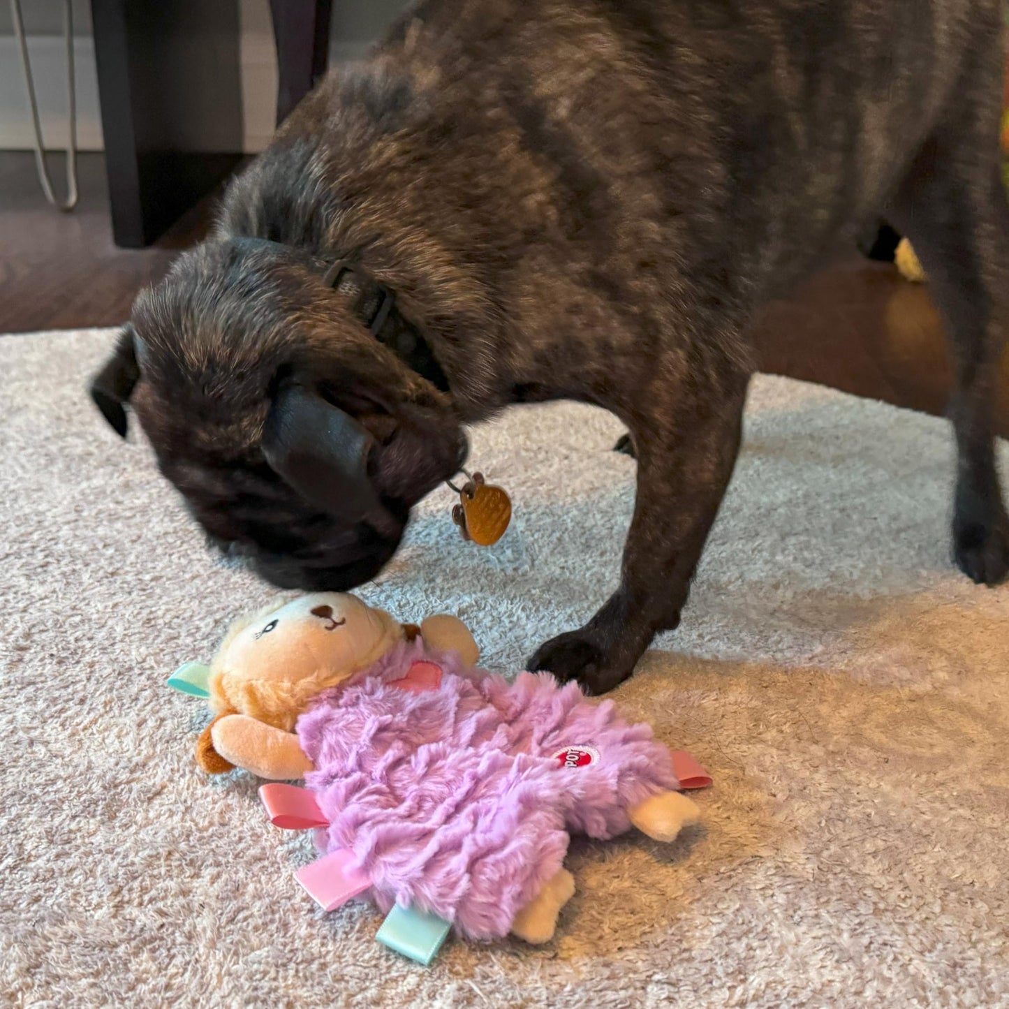 SPOT Soothers- Tabbie Lambie Dog Toy-Separation Anxiety Toys for Dogs, Stuffing Free, Scented with Calming Lavender Fragrance Beads to Safely Calm and Relax Dogs and Puppies, 8in