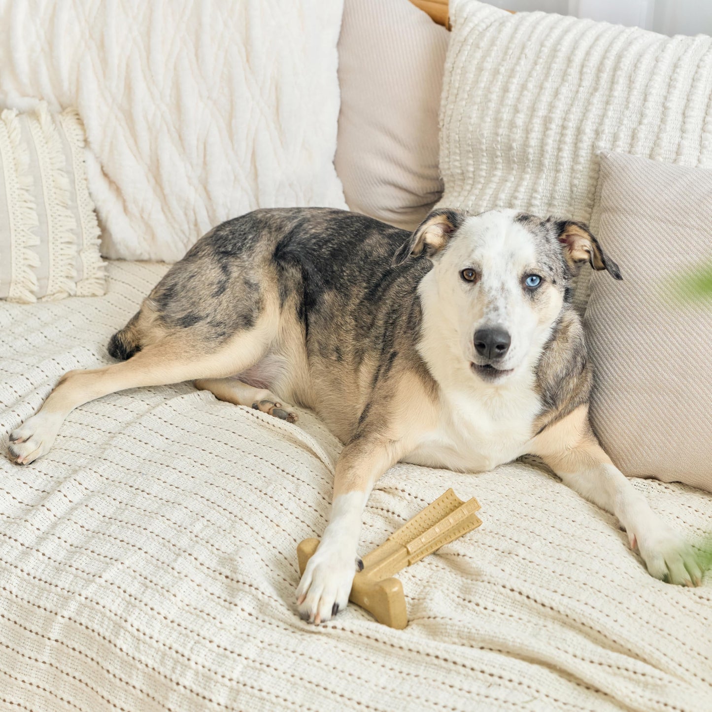 SPOT Bam-Bones Plus T-Bone, Bamboo Fiber & Nylon Dog Chew, Durable for Aggressive Chewers, Non-Splintering, for Adult Dogs & Teething Puppies Under 90lbs, 7in, Chicken Flavor